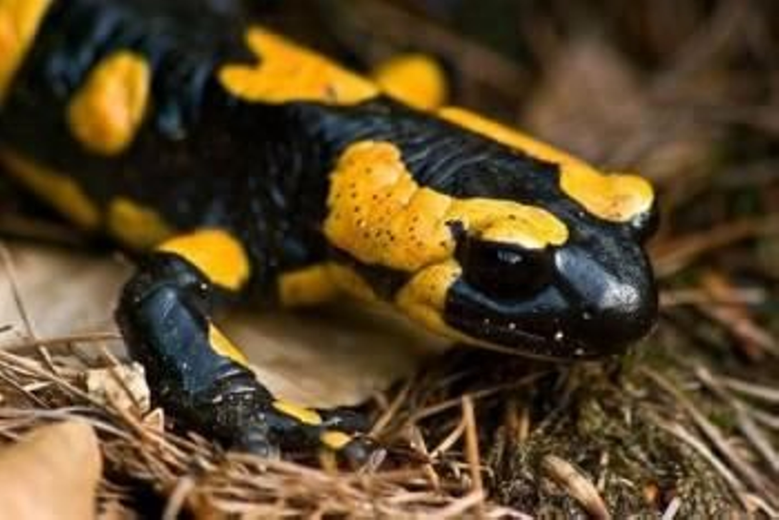 Foto: CHRISTIAN JANSKY/WIKIMEDIA COMMONS