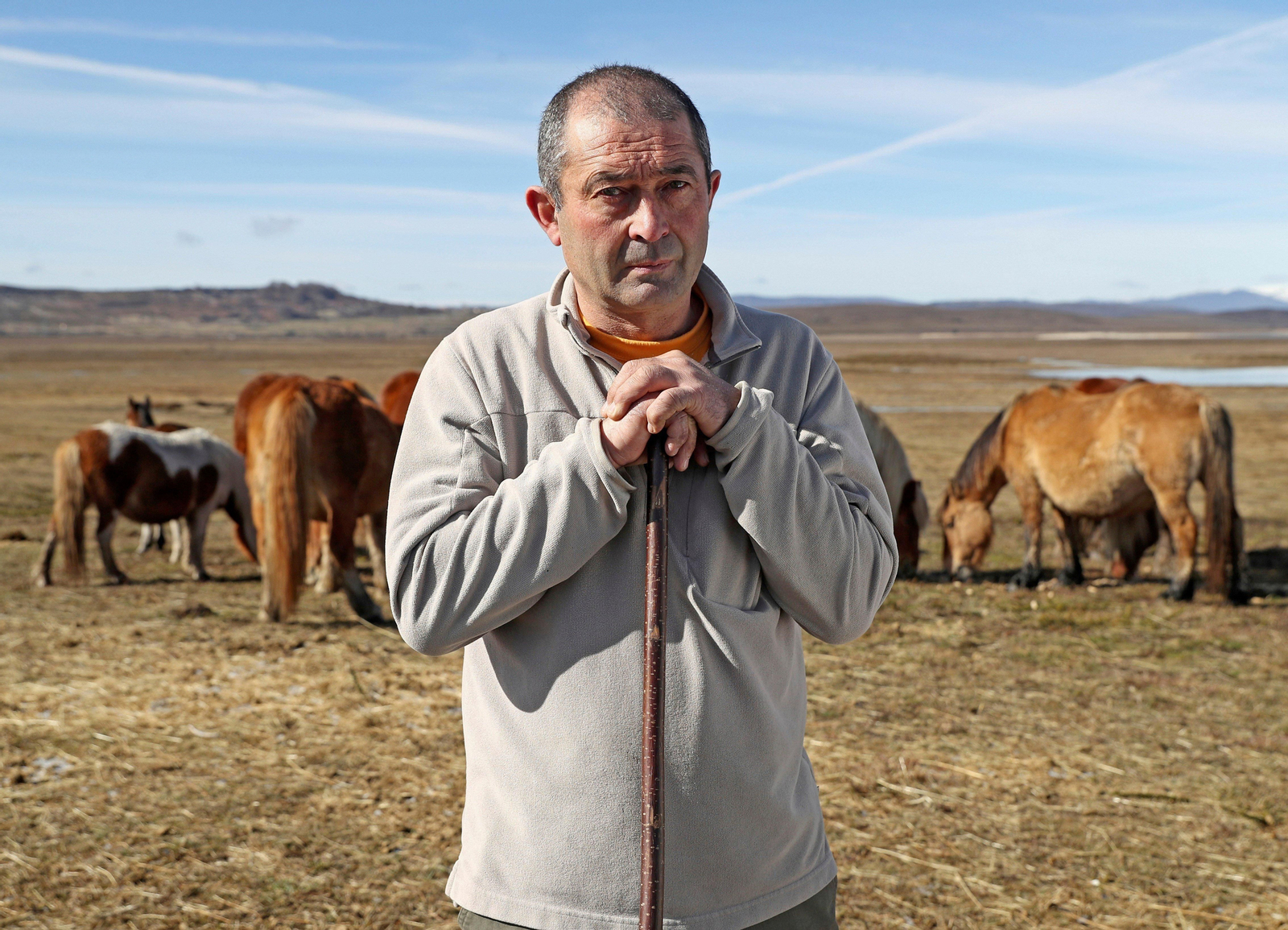 El ganadero David Peña, junto con sus caballos hispano-bretones en Las Merindades (Burgos).