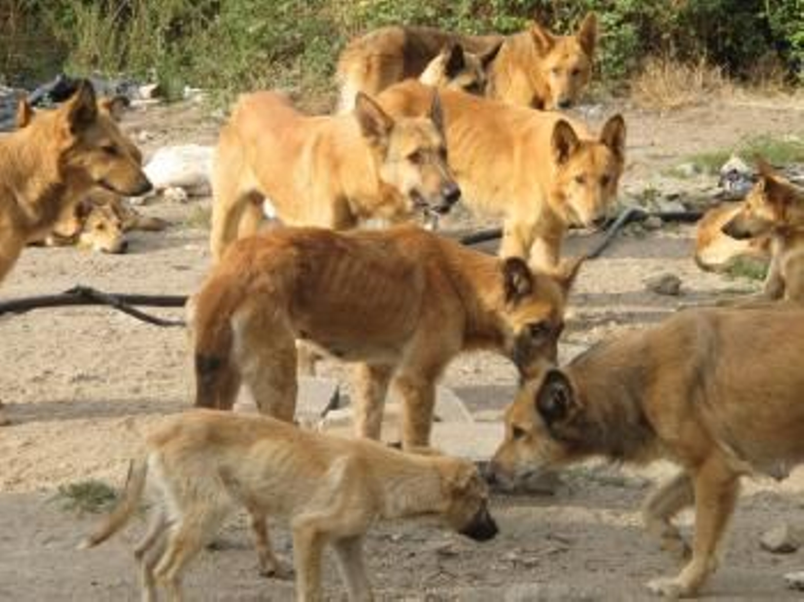 Perros abandonados en Castroverde (Lugo)