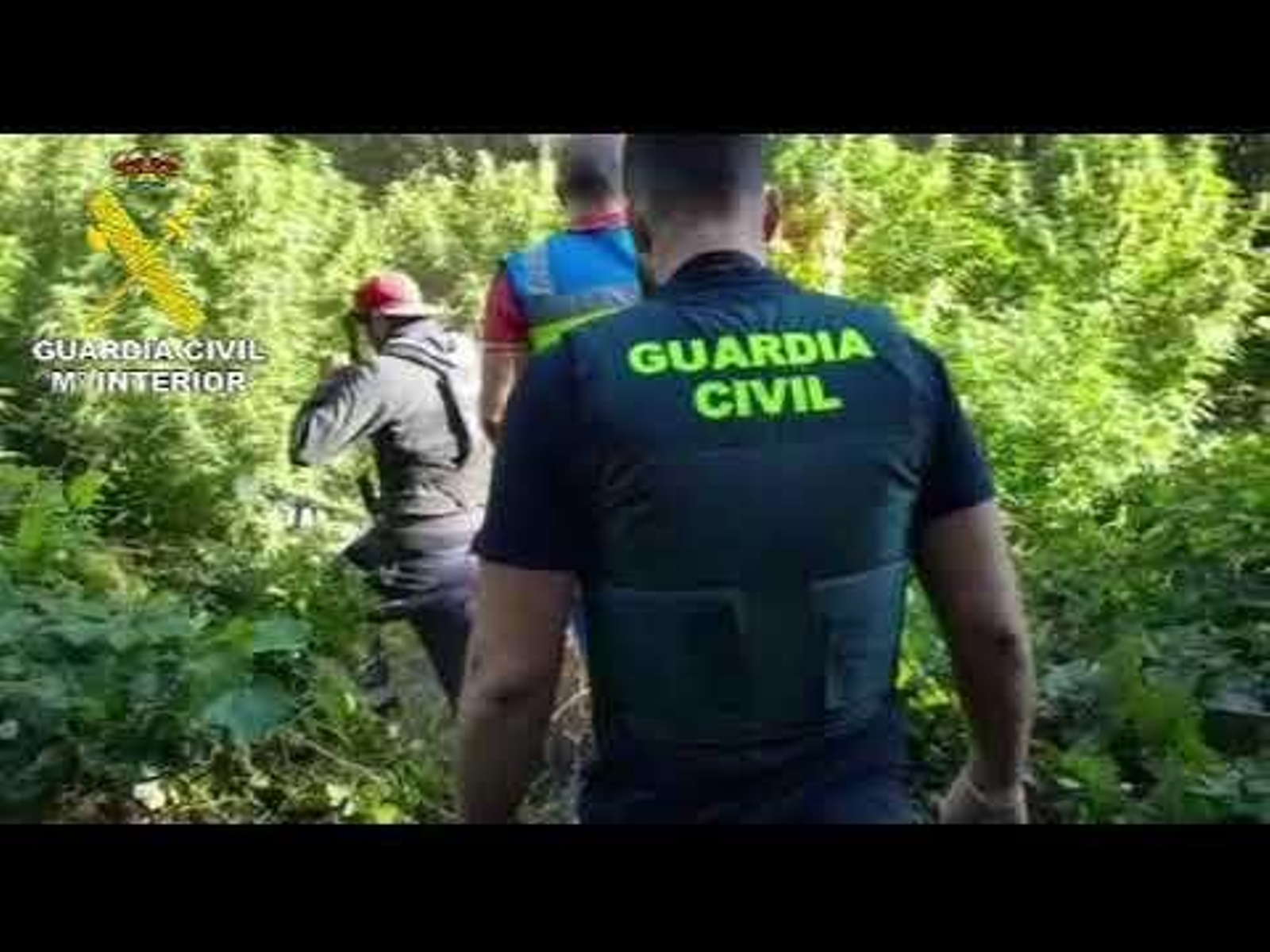La Guardia Civil desmantela una nueva plantación de marihuana en O Porriño