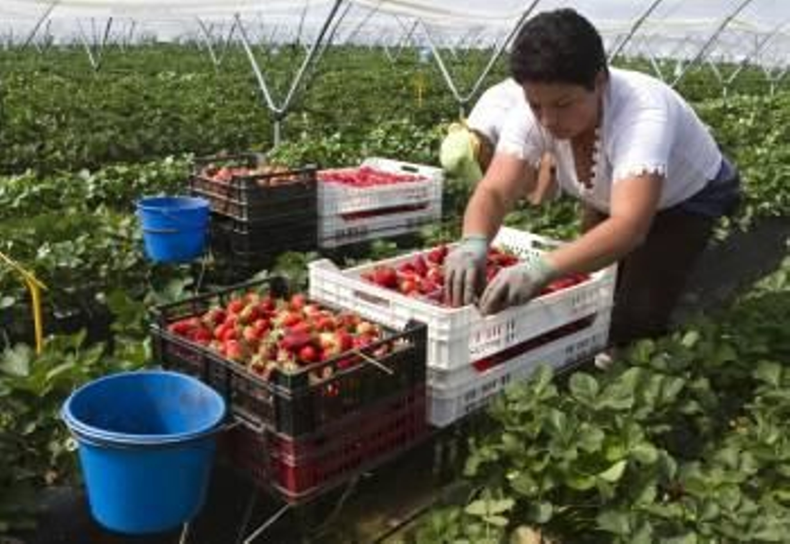 Campo de fresas en Huelva, uno de los que mejor restá resistiendo la crisis. (Foto: ARCHIVO)
