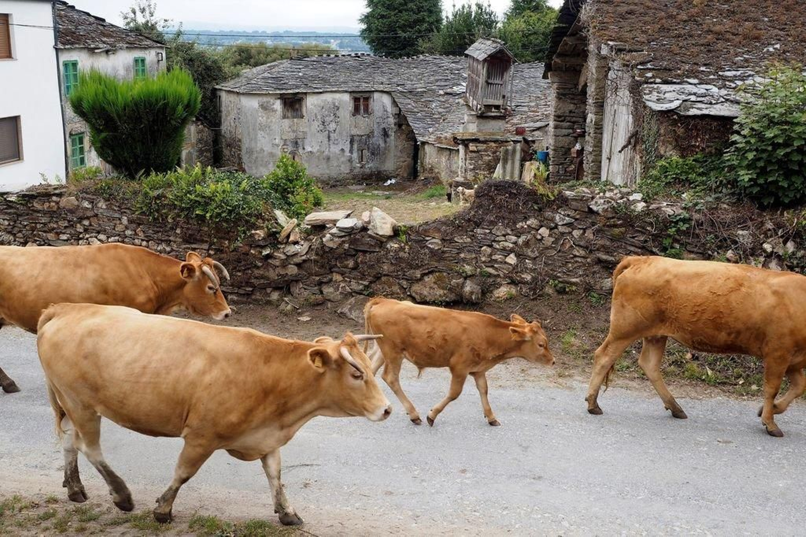 Os Pretos, localidad del municipio de Vilalba, forma parte de la España Vaciada.