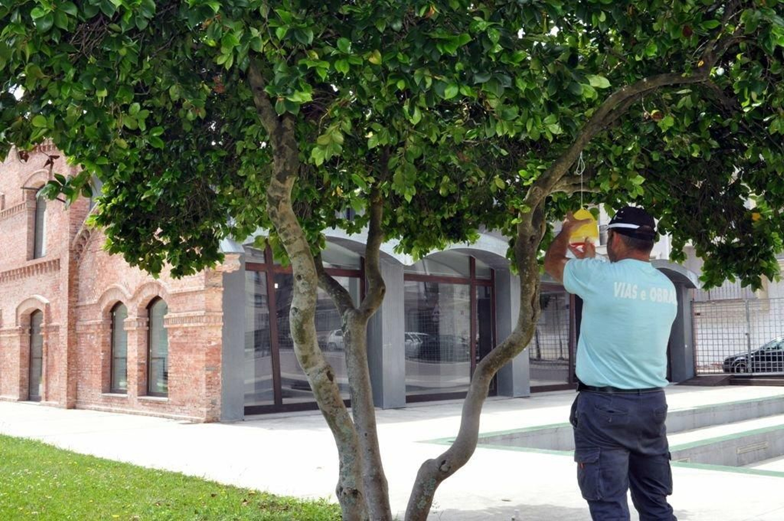 El Ayuntamiento compró material para luchar contra la plaga.