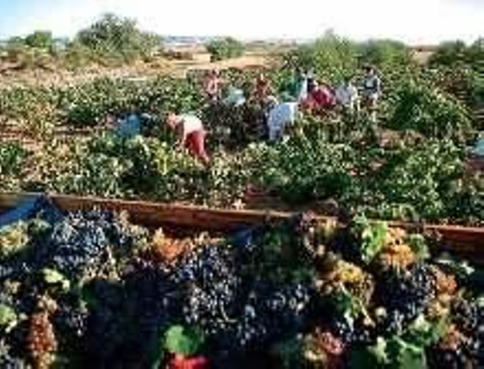 Un momento de la vendimia.