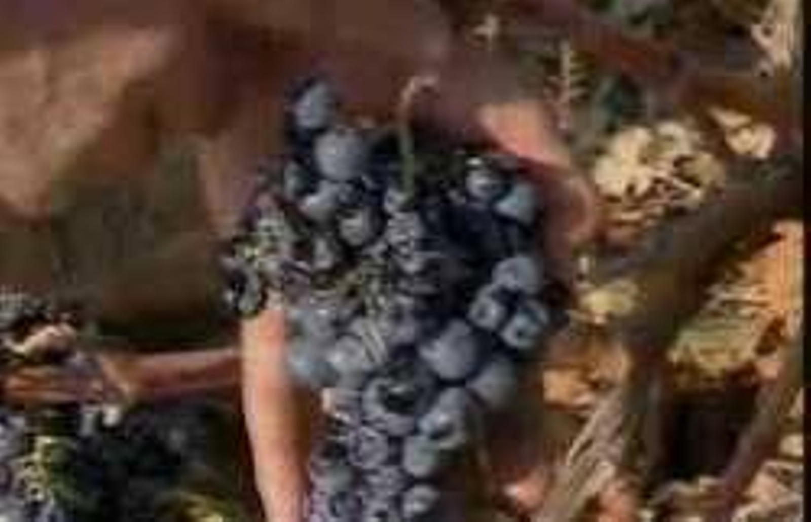 Un hombre sostiene un racimo de uvas en la mano.