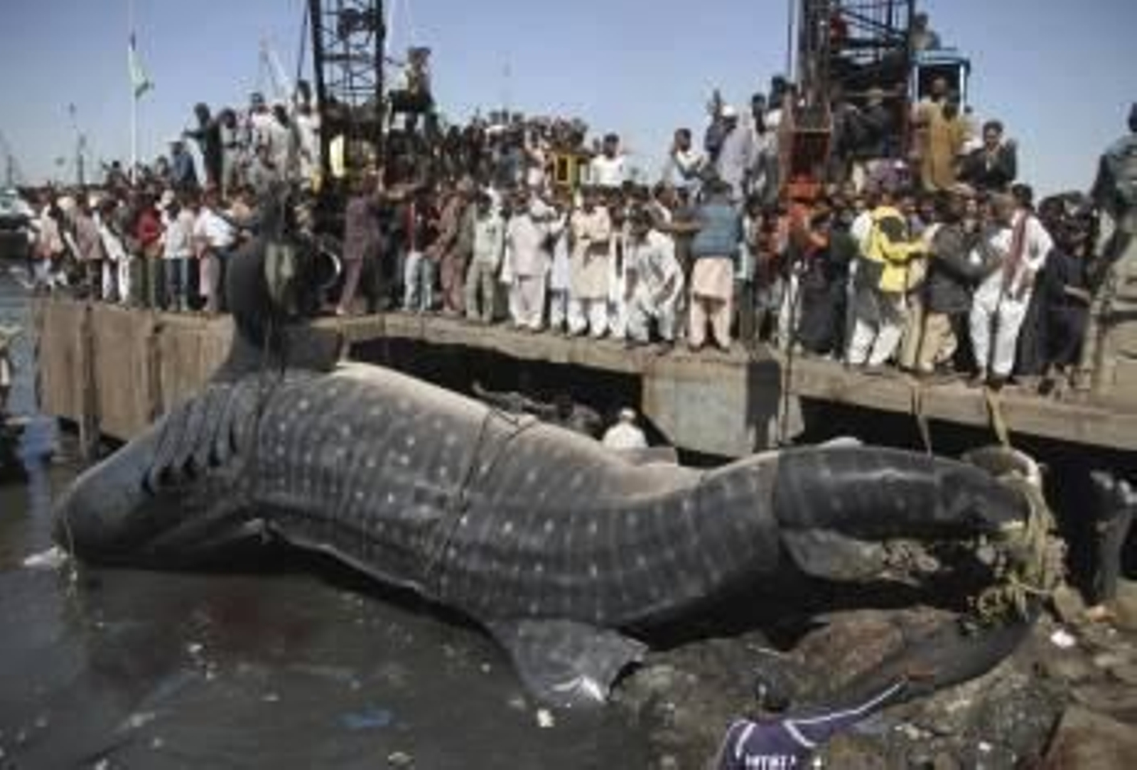 Dos grúas intentan retirar el cuerpo de un tiburón de 40 metros que fue encontrado sin vida en el muelle de Karachi, Pakistán (Foto: EFE)