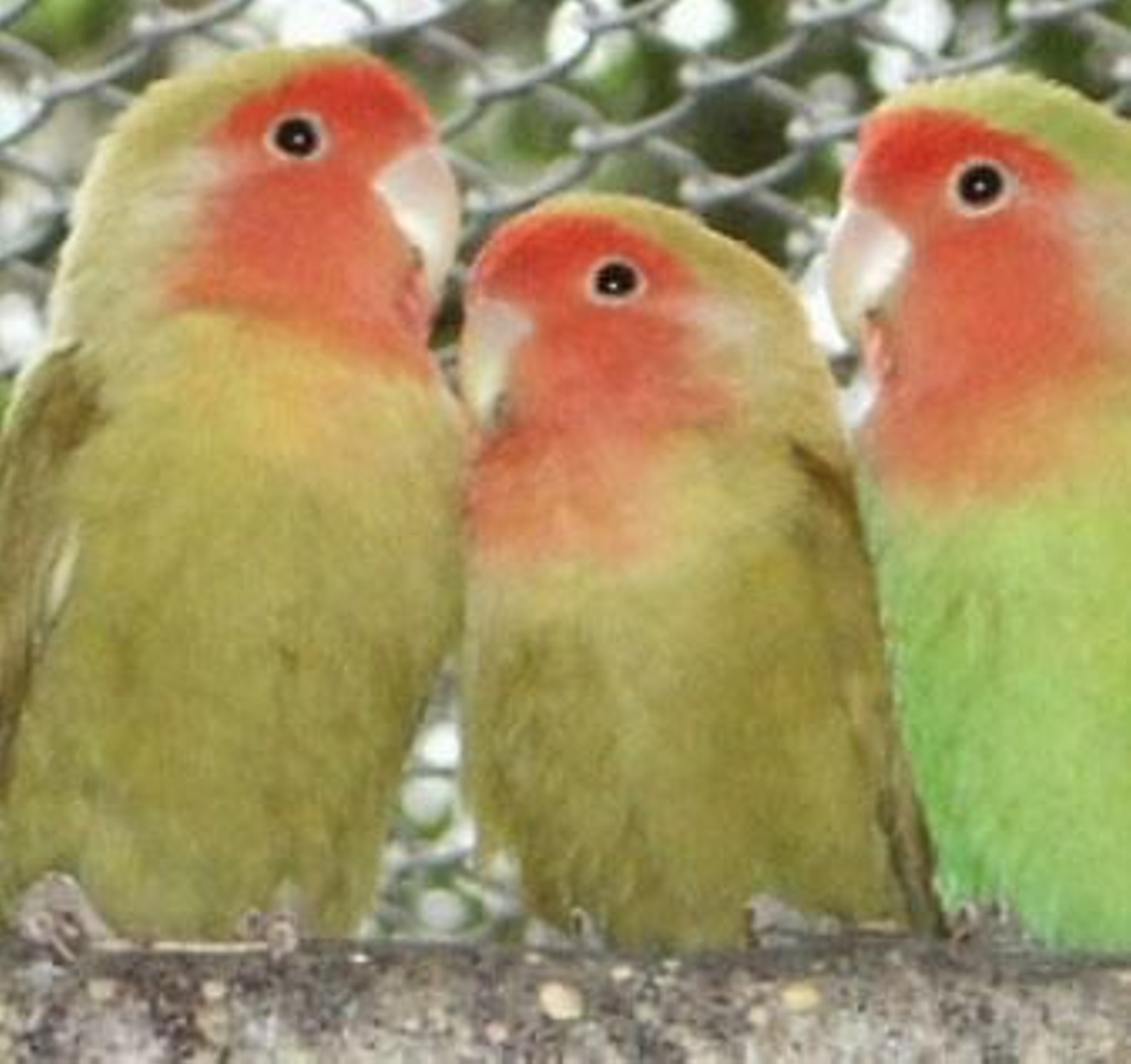 Los pájaros se animan cantándose mutuamente.