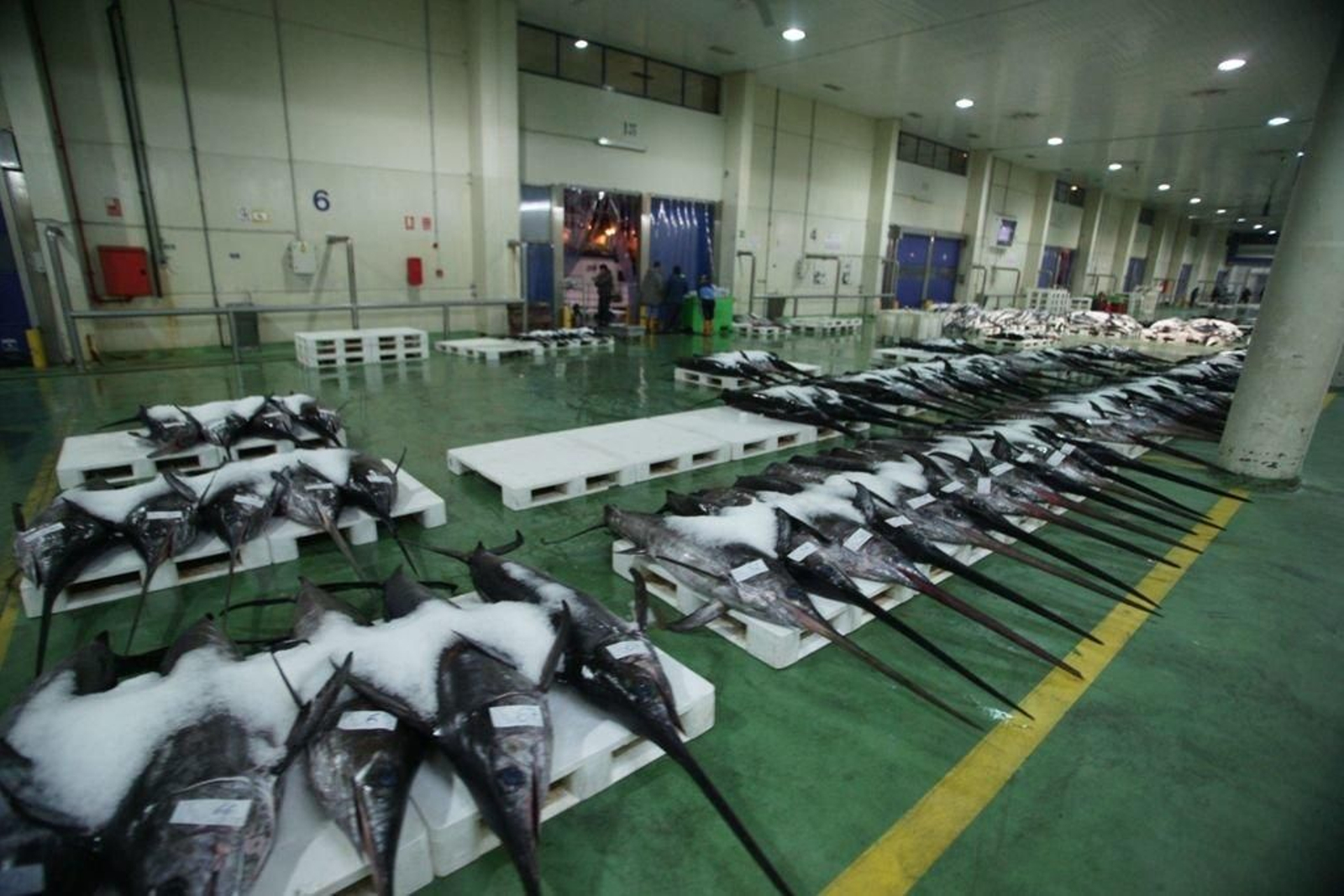 El pez espada se encuentra entre las principales especies que se descargaron en el Berbés el año pasado. El Puerto de Vigo es líder en Europa en descarga de pesca fresca.