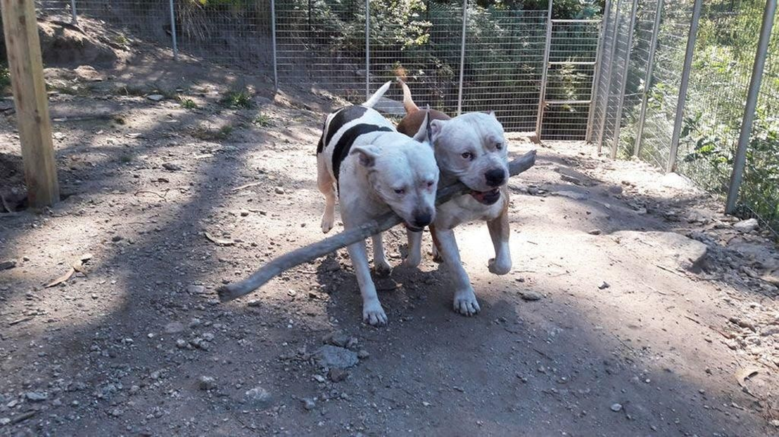 En centros como Ramalladas (A Madroa) y Ollo ó can (Gondomar), los perros disfrutan de amplias zonas para jugar y reciben un trato como el que les ofrecen sus propios dueños.