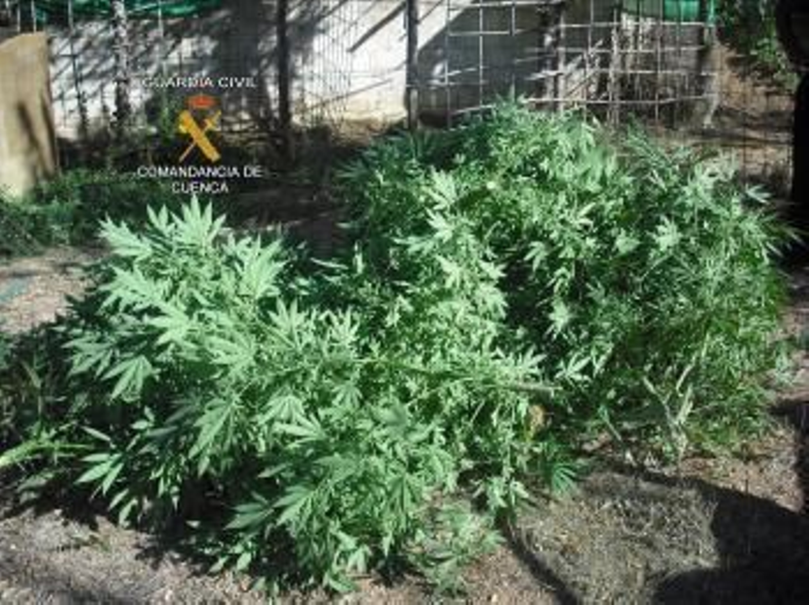 Plantas de marihuana