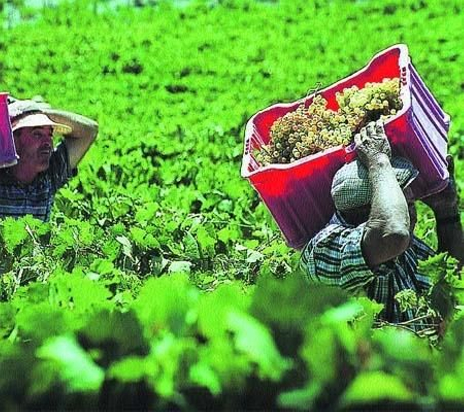 La producción de uva en Montilla-Moriles, afectada por una plaga de conejos.