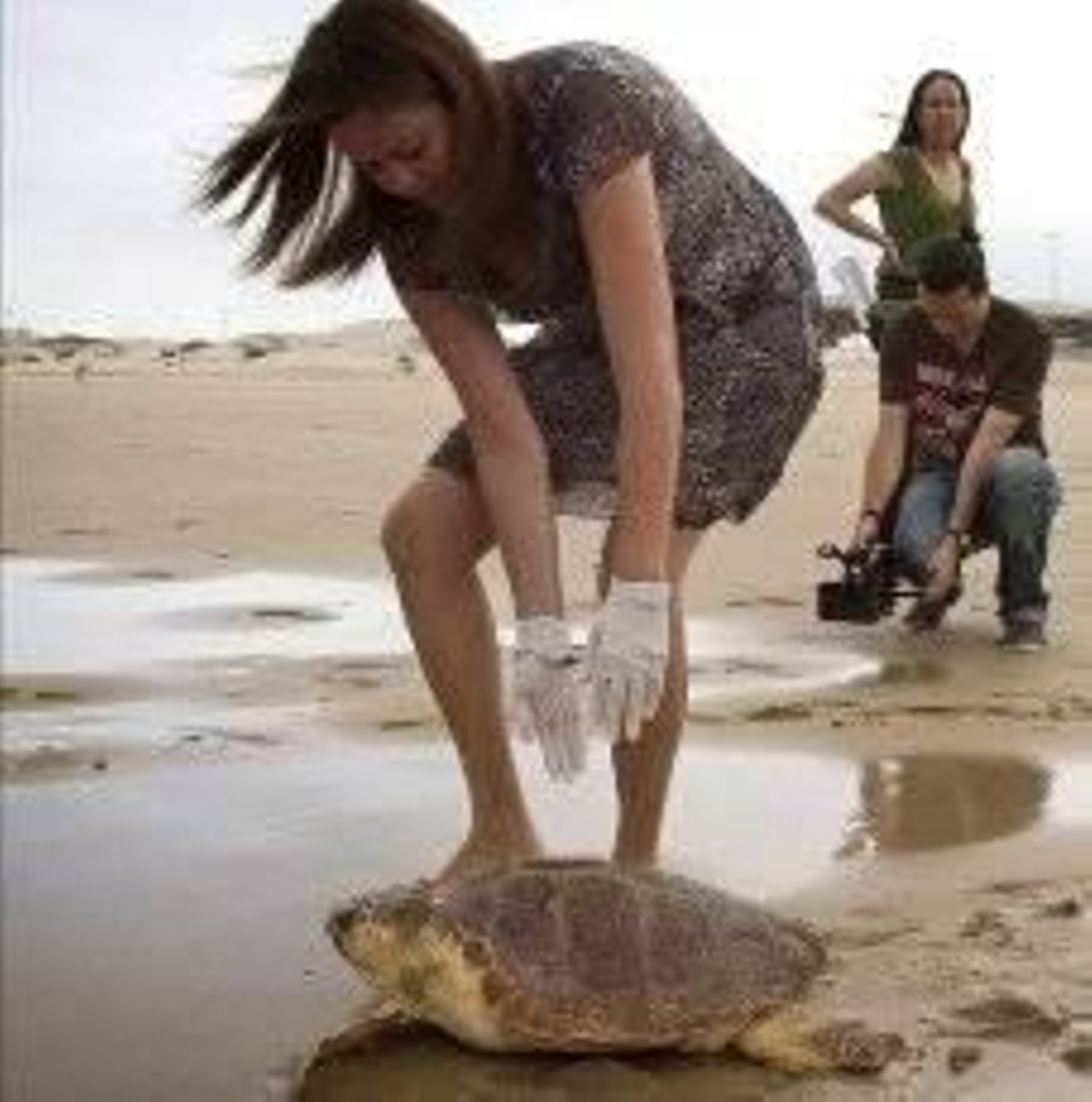 Una tortuga tras recibir tratamiento.