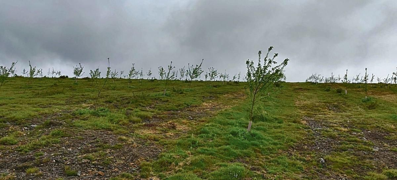 La plantación de manzanos en la finca Costa de Ventosa, en Boborás.