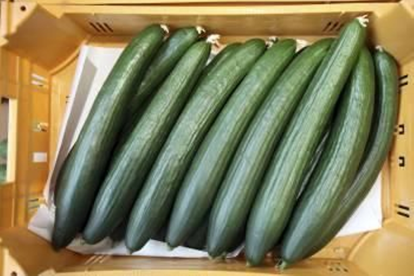 Producción española de pepinos (Foto: EFE)