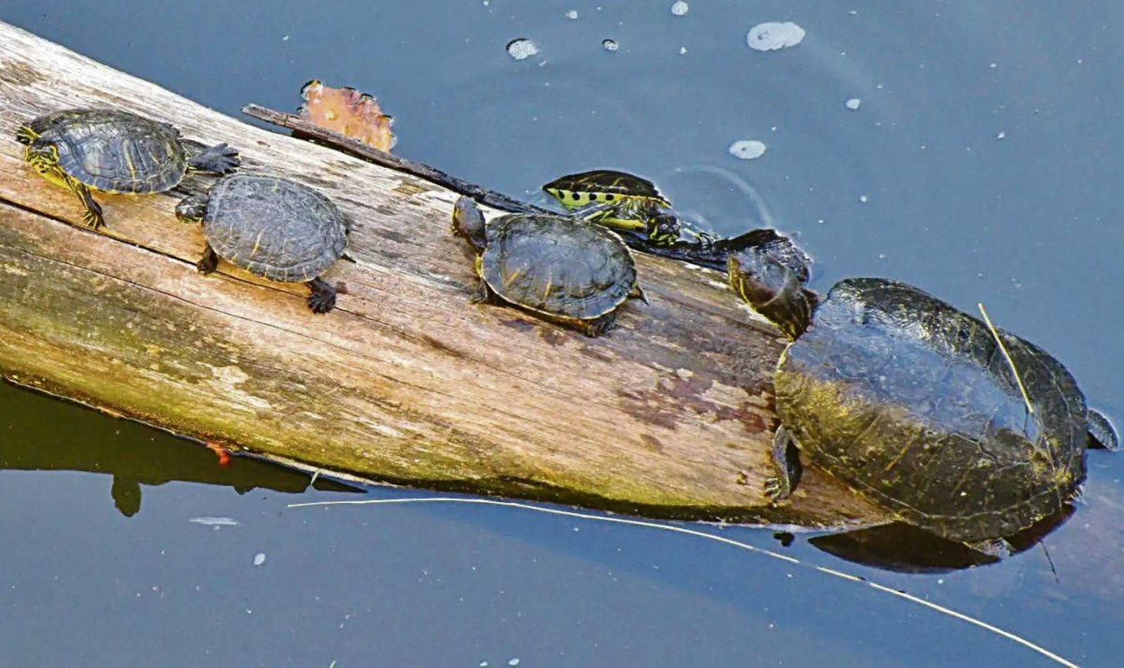 Las tortugas de Florida o las Orejas Rojas son la especie exótica más abundante en Vigozoo. Ahora ya disponen de hábitat propio.