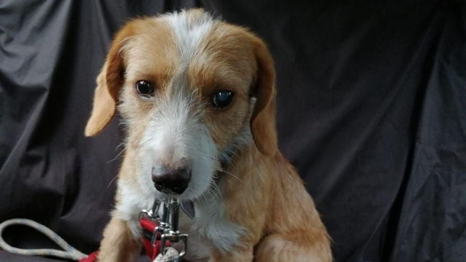 "Donald" es muy asustadizo.