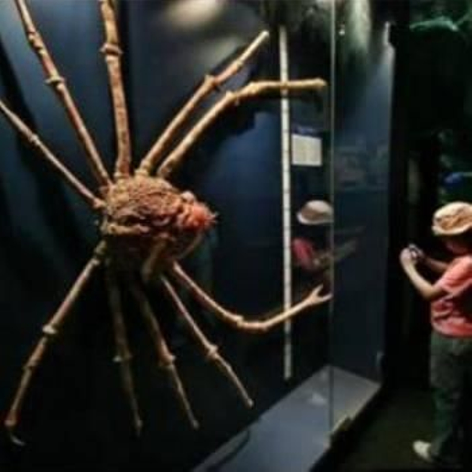 Un ejemplar de cangrejo gigante japonés es fotografiado por una ñiña