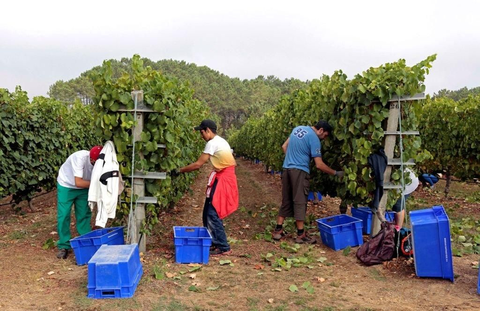 La bodega de la denominación Rías Baixas Santiago Ruiz inició ayer los trabajos de la vendimia en su finca de O Rosal.