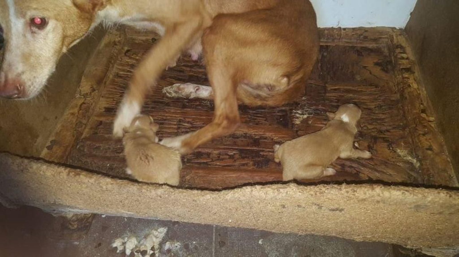 La Policía Local halló a la perra y a otros dos  cachorros en la vivienda del acusado.
