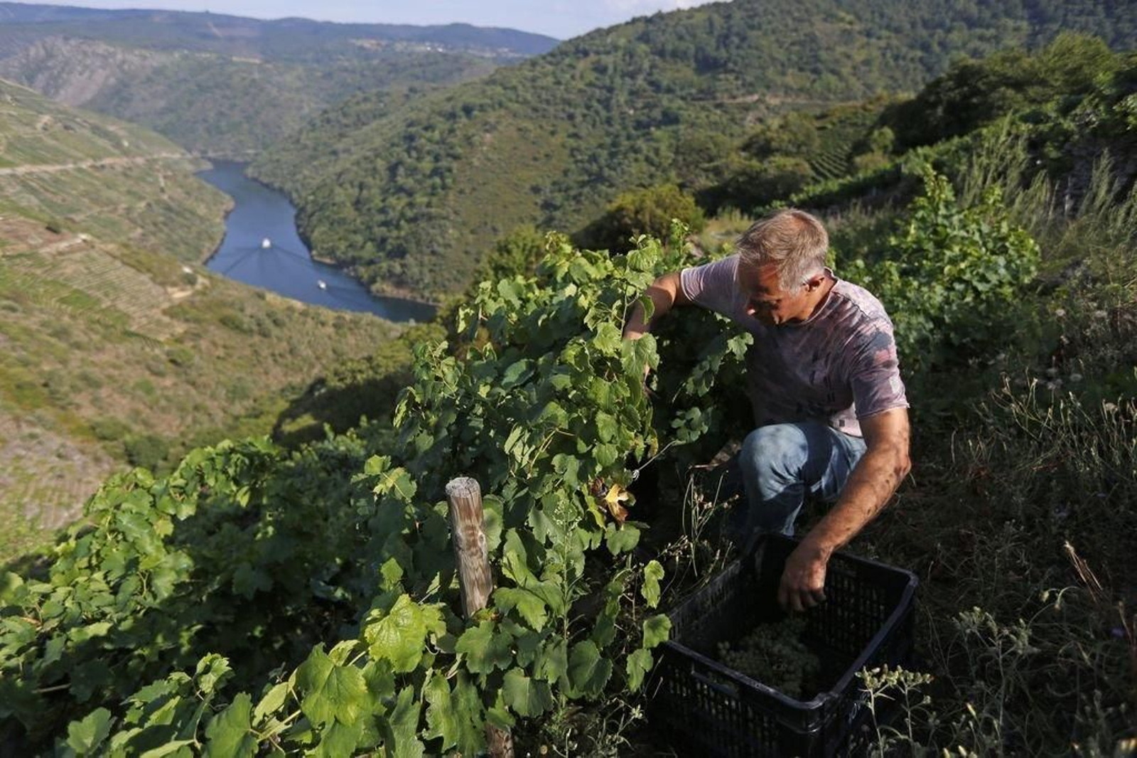 El bodeguero danés, Martin Damm, en sus viñedos de uva godello en la subzona Amandi, de la Denominación de Origen Ribeira Sacra.