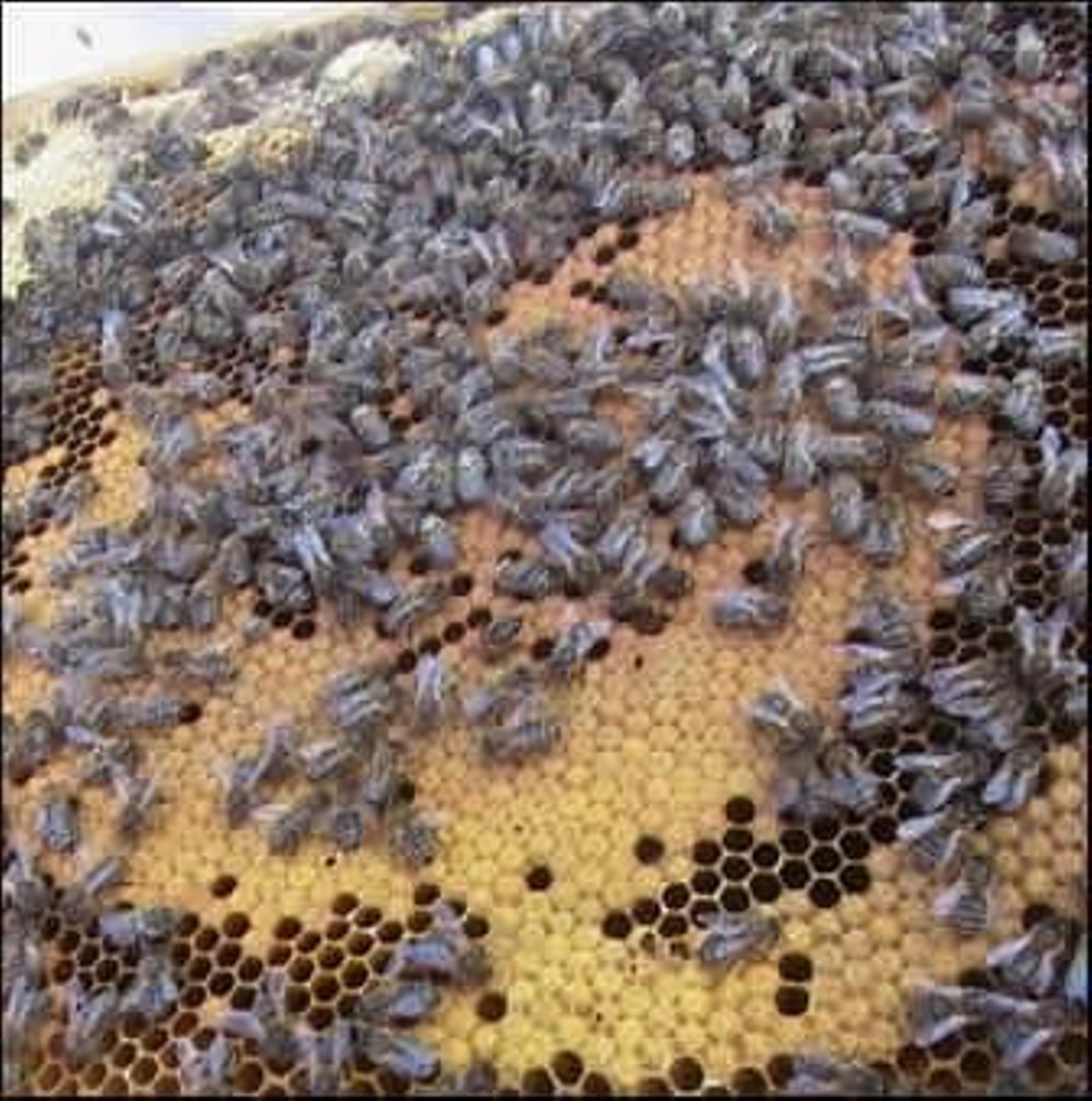 Abejas para recuperar la biodiversidad.