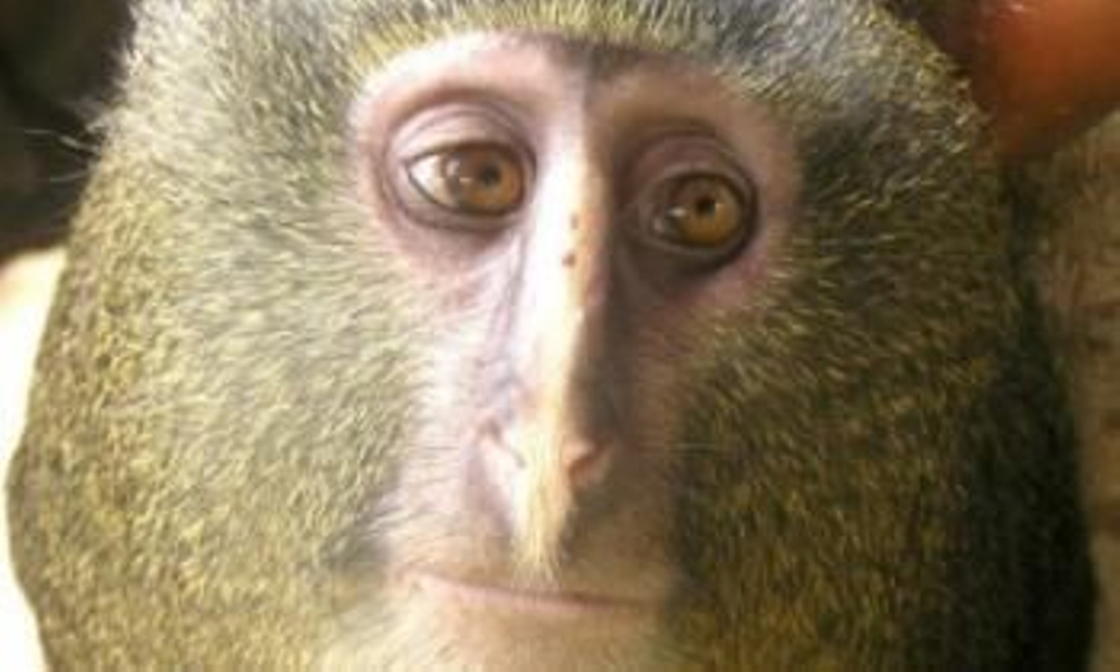 Un Lesula africano (Foto: EFE)