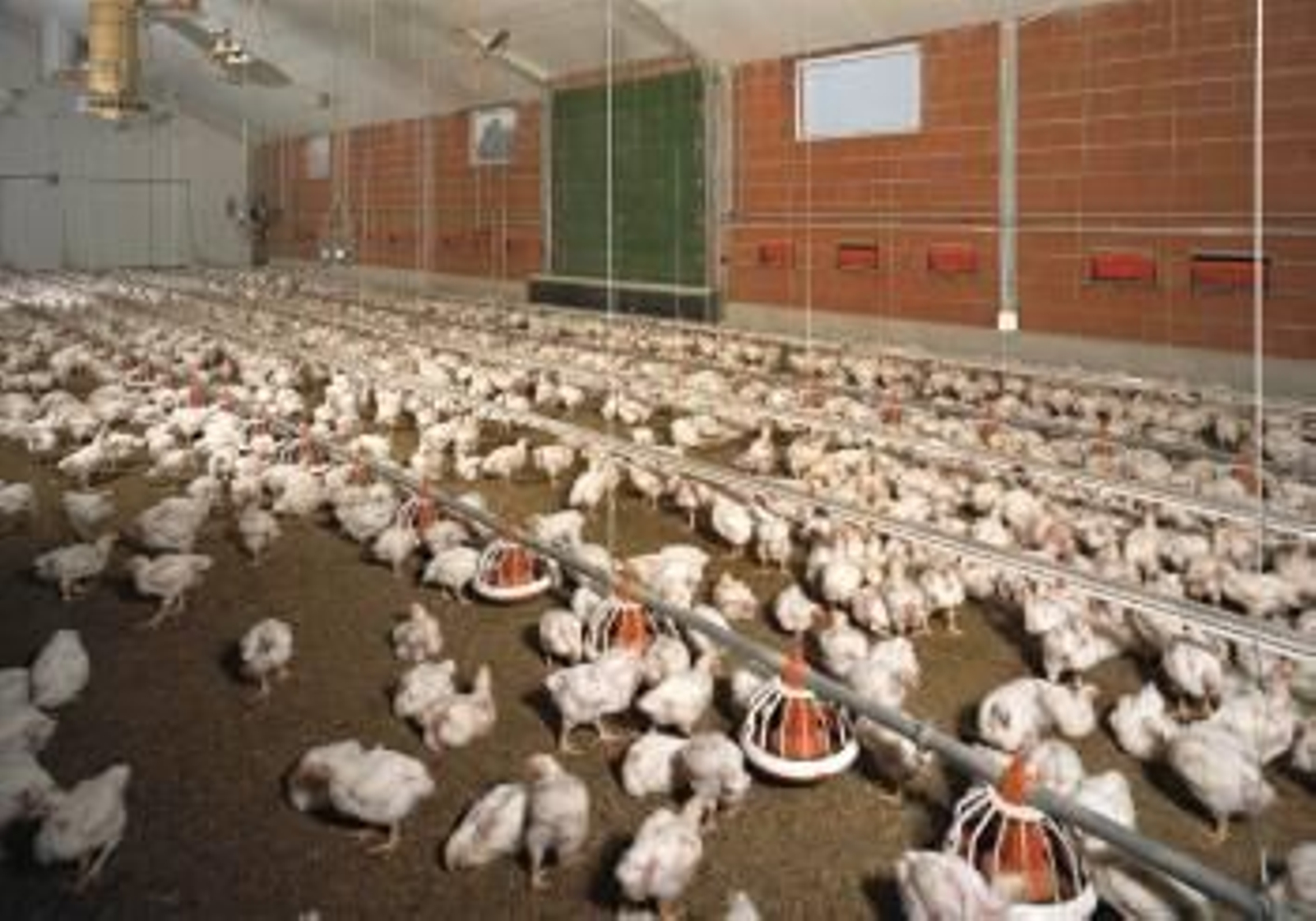 Fotografía de una granja de pollos. (Foto: ARCHIVO)