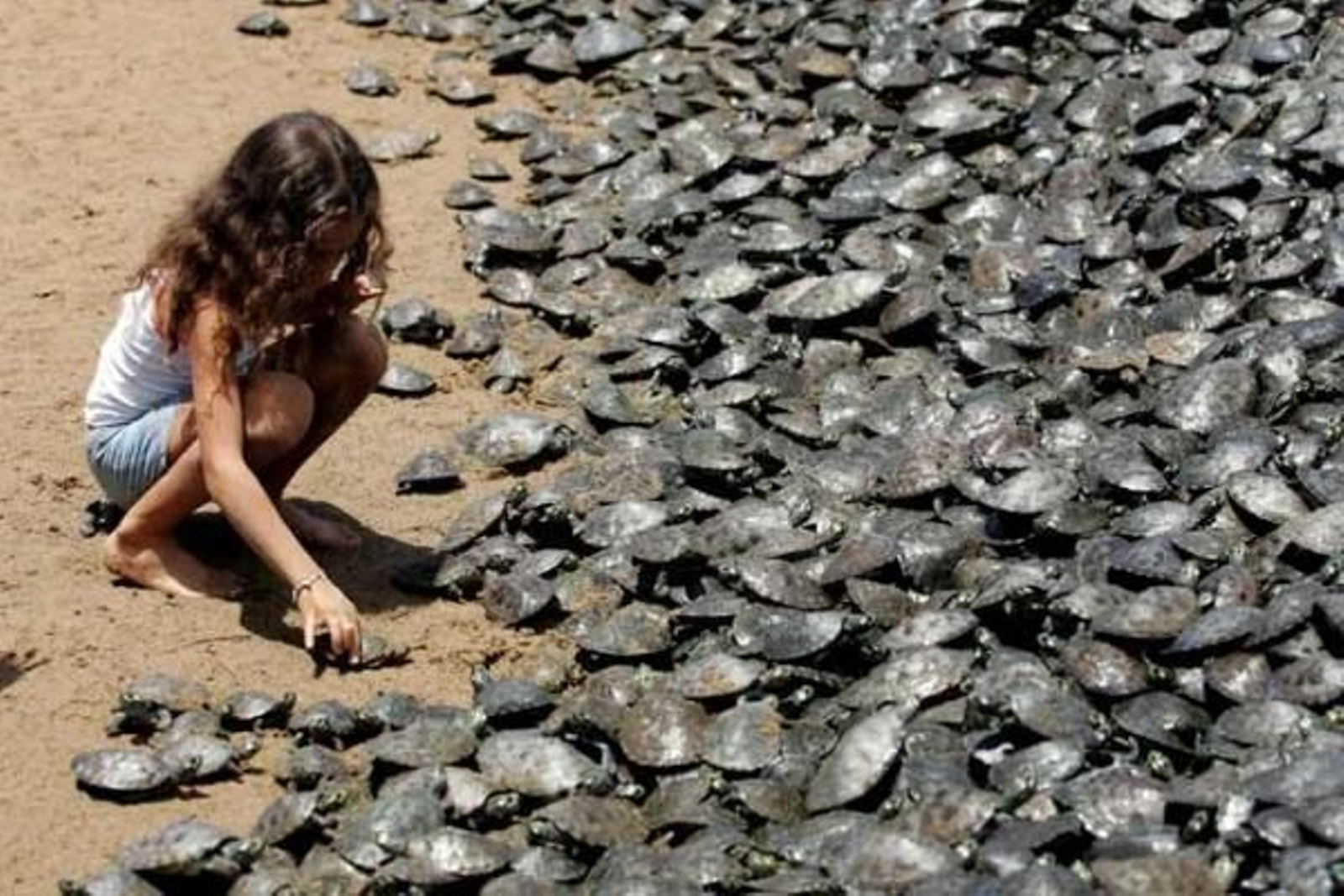 Una niña observa un grupo de tortugas.