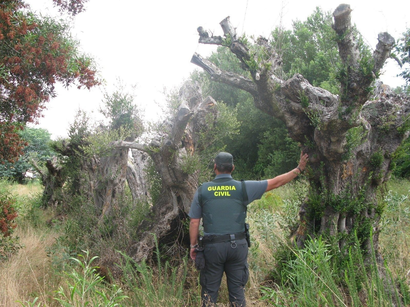 Los olivos centenarios sustraídos en Vilagarcía de Arousa