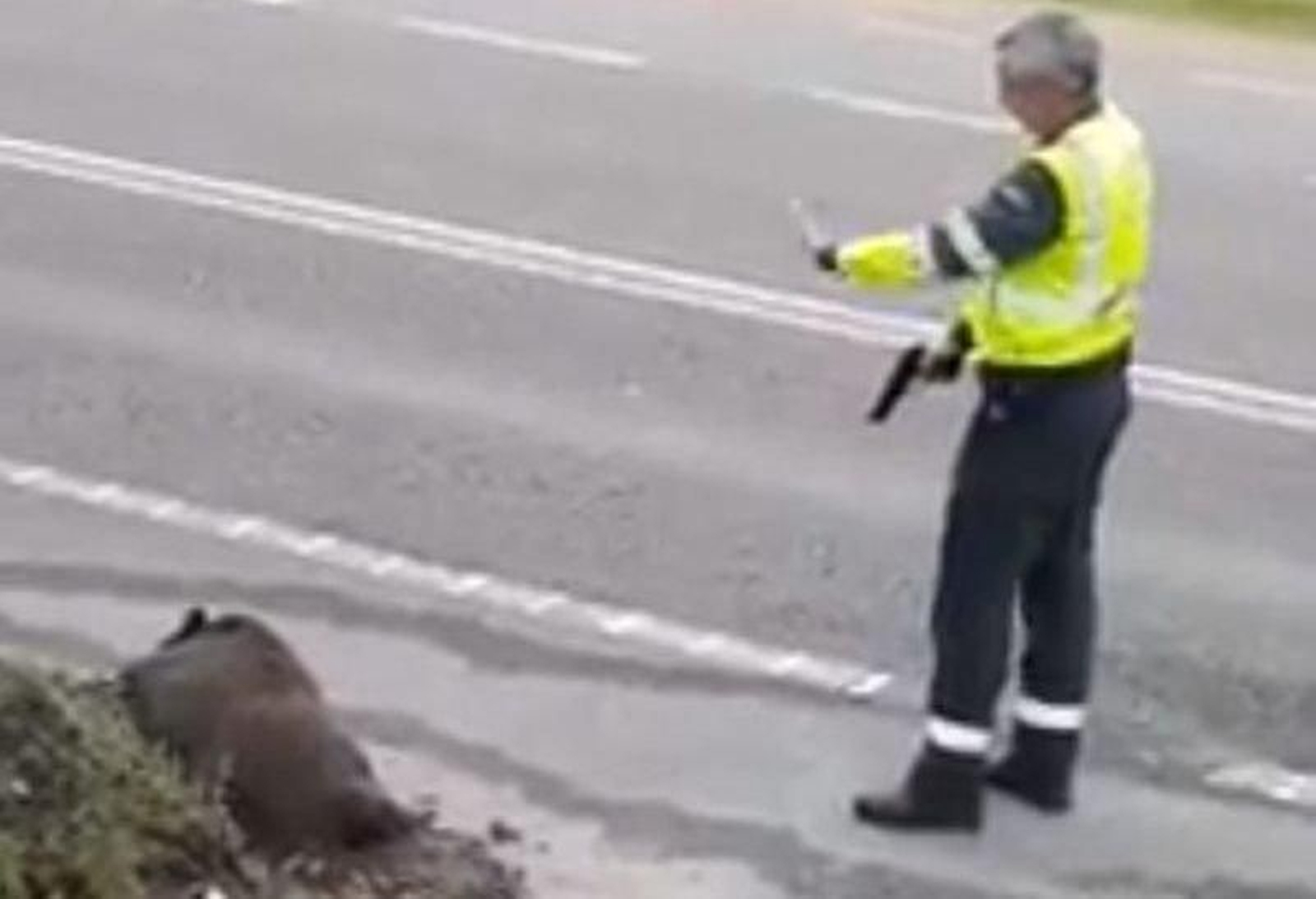 Un jabalí tuvo que ser abatido tras ser atropellado en Coruxo.