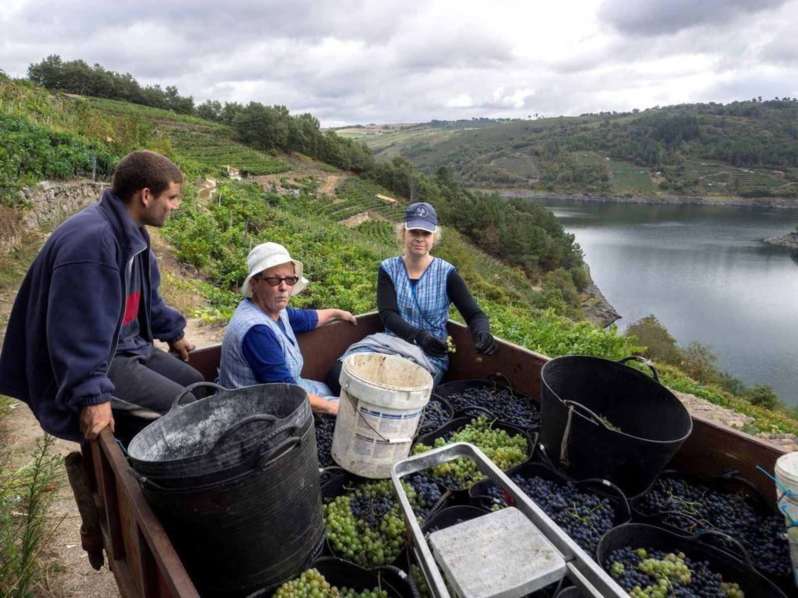 Miembros de una familia, vendimiando frente al embalse de Belesar, en Chantada (Lugo).