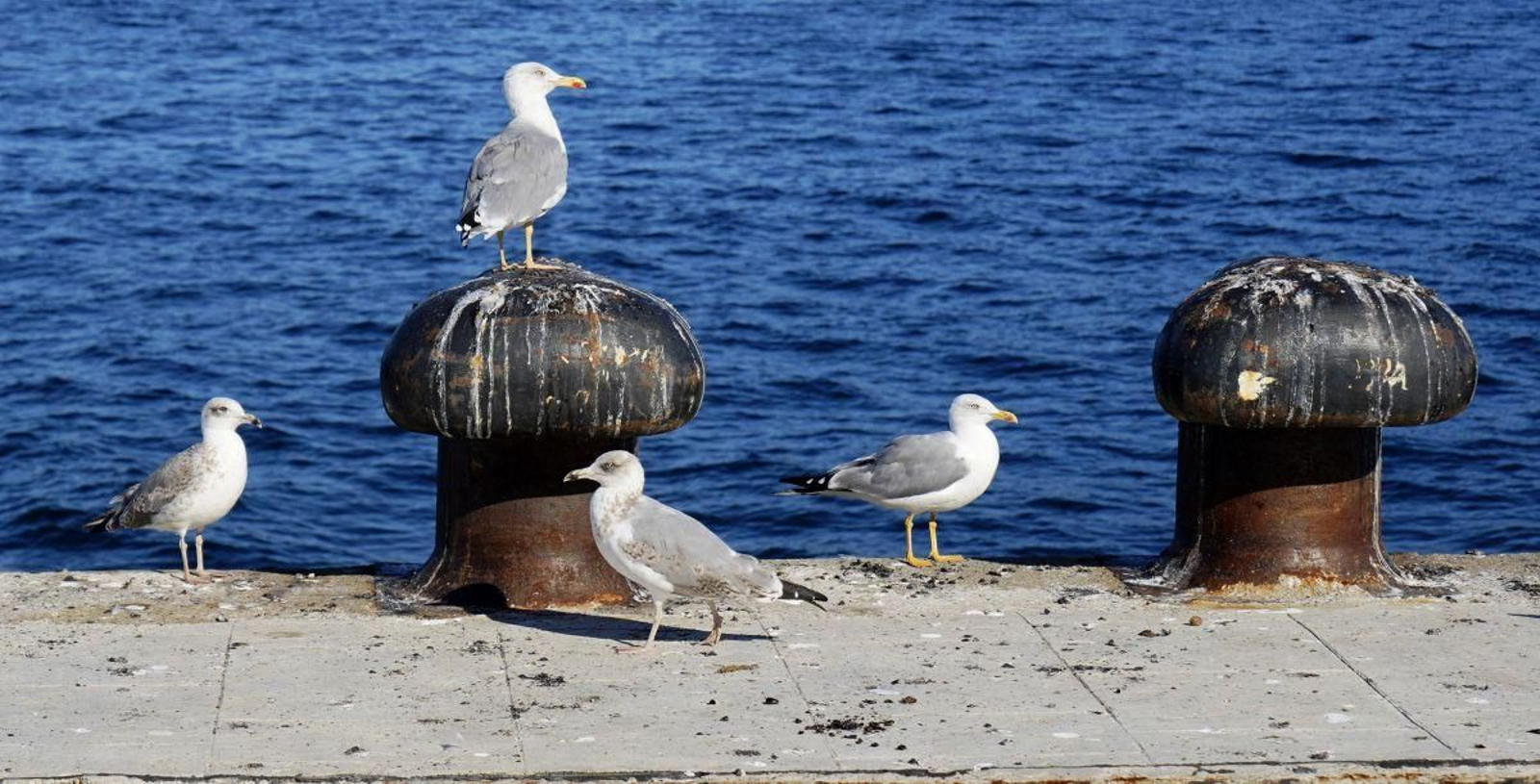 Un grupo de gaviotas procendentes del Parque Nacional de las Cíes, en los muelles de Vigo.