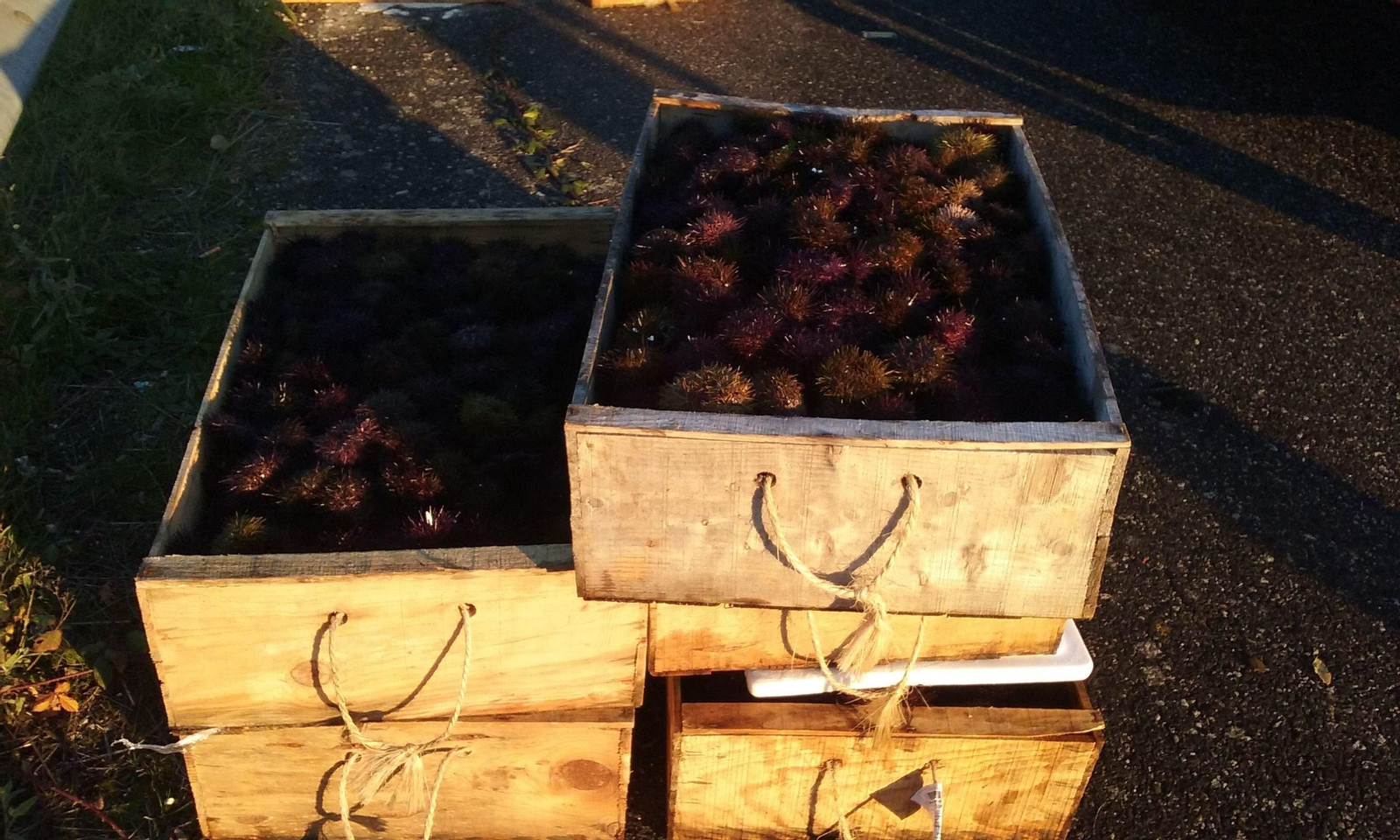 Imagen del erizo de mar requisado en Ribadavia.