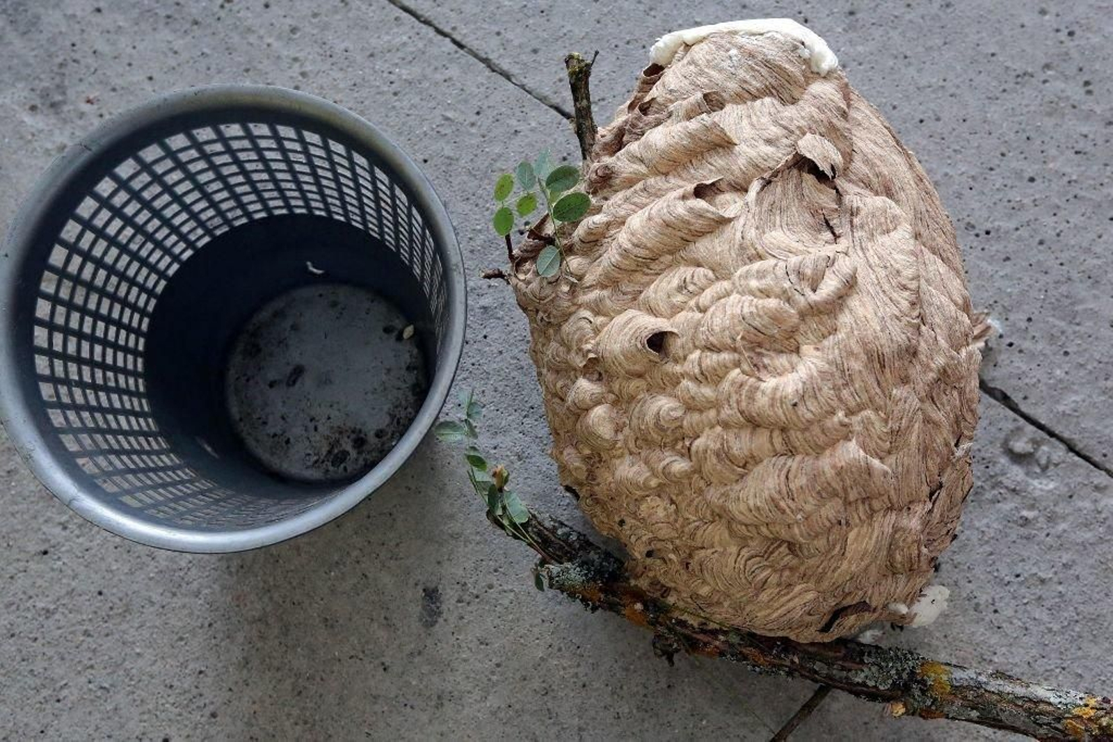 Tamaño que puede llegar a alcalzar un nido de avispa velutina.