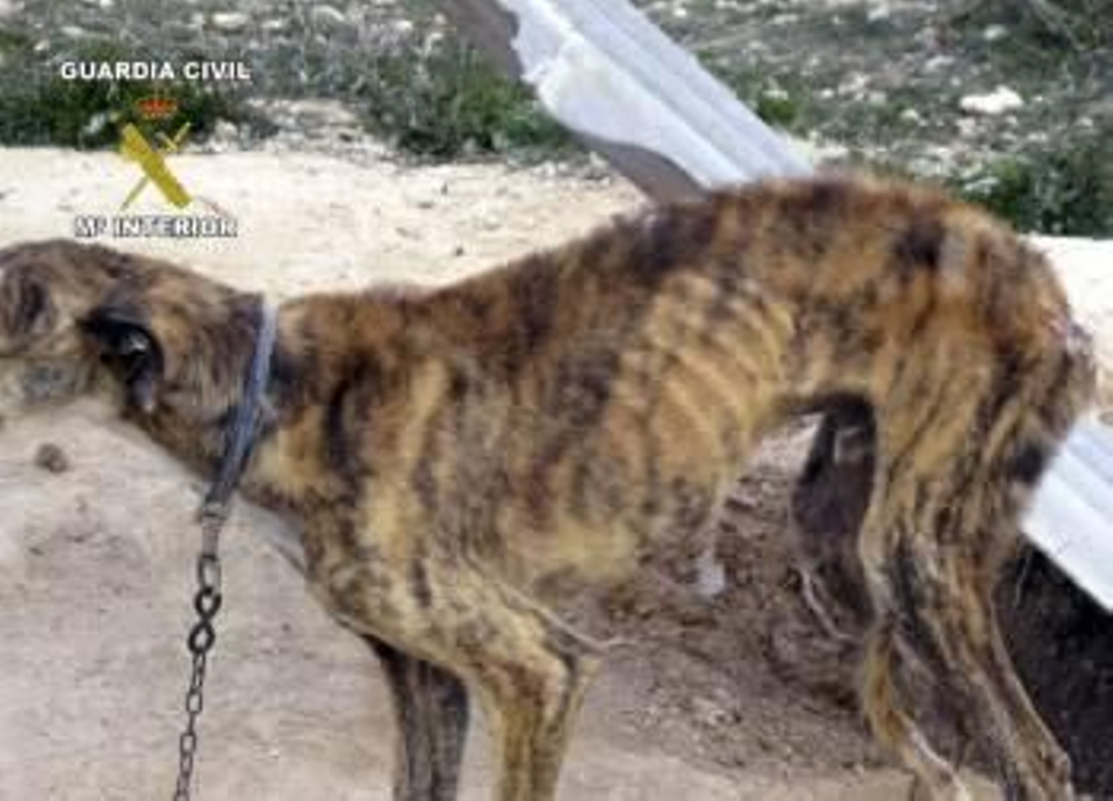 Foto cedida por la Guardia Civil de Murcia.EFE