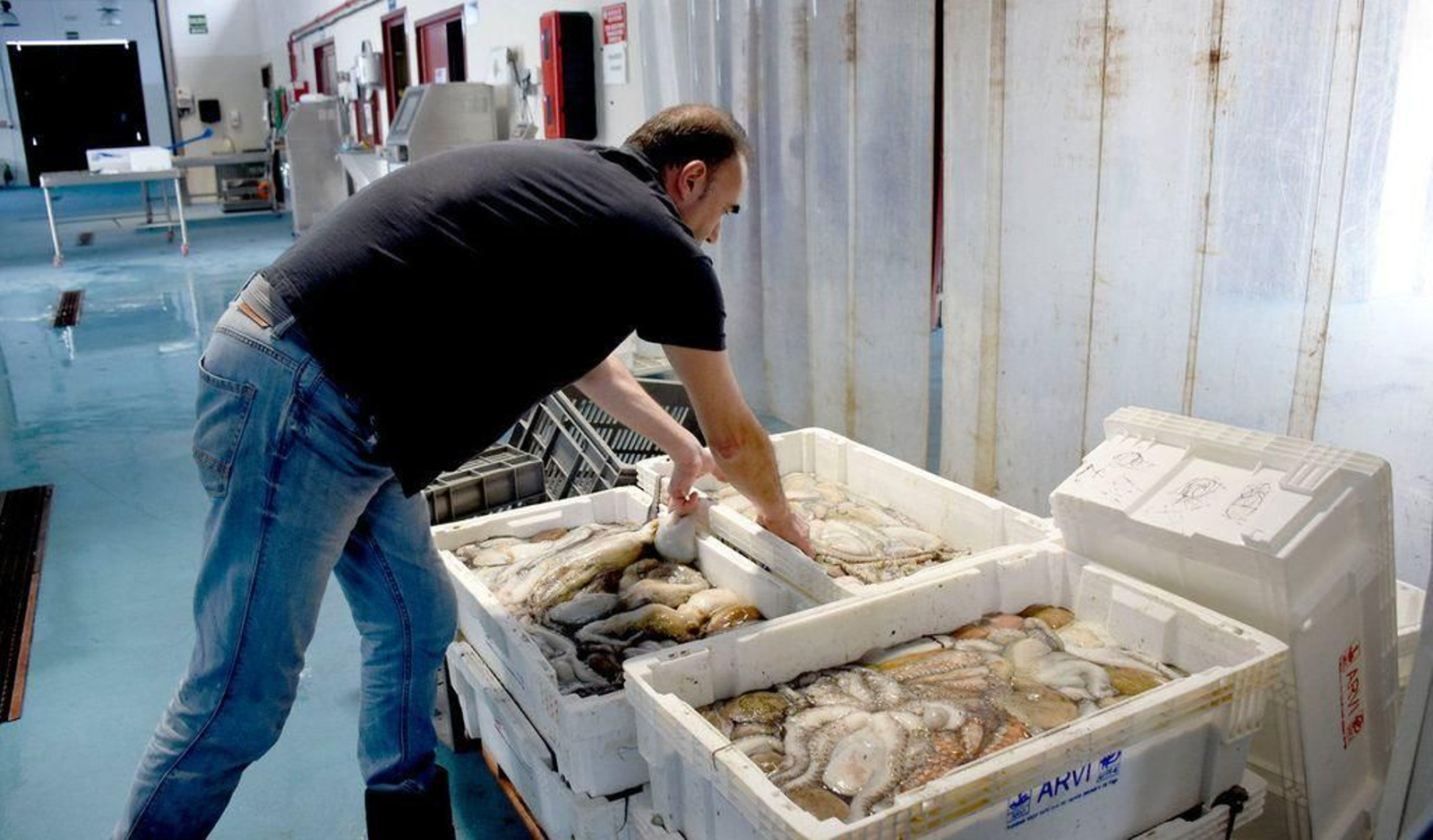 Descarga de pulpo en la lonja del Berbés.