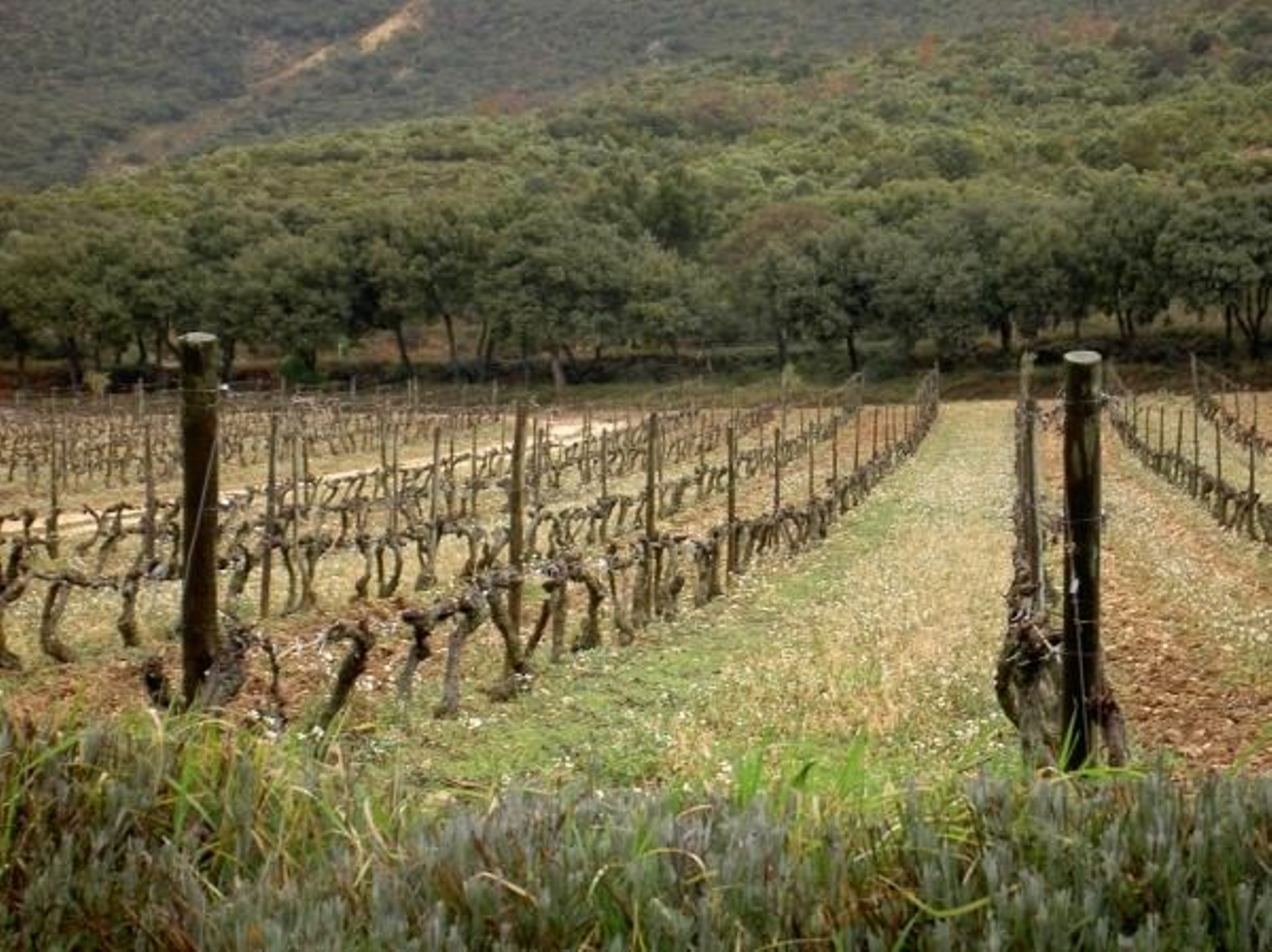 El consejero de Agricultura, Iñigo Nagore, defiende la calidad de las plantaciones de viñedos de La Rioja.