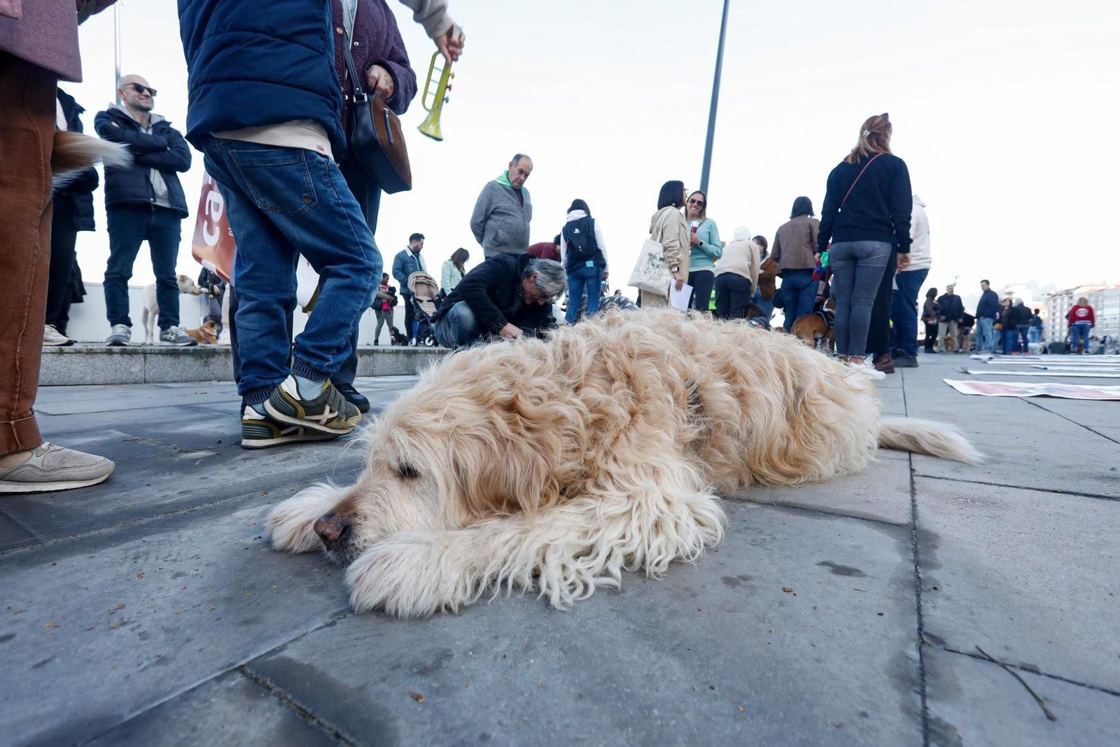 Manifestación en Vigo por los derechos de los animales.