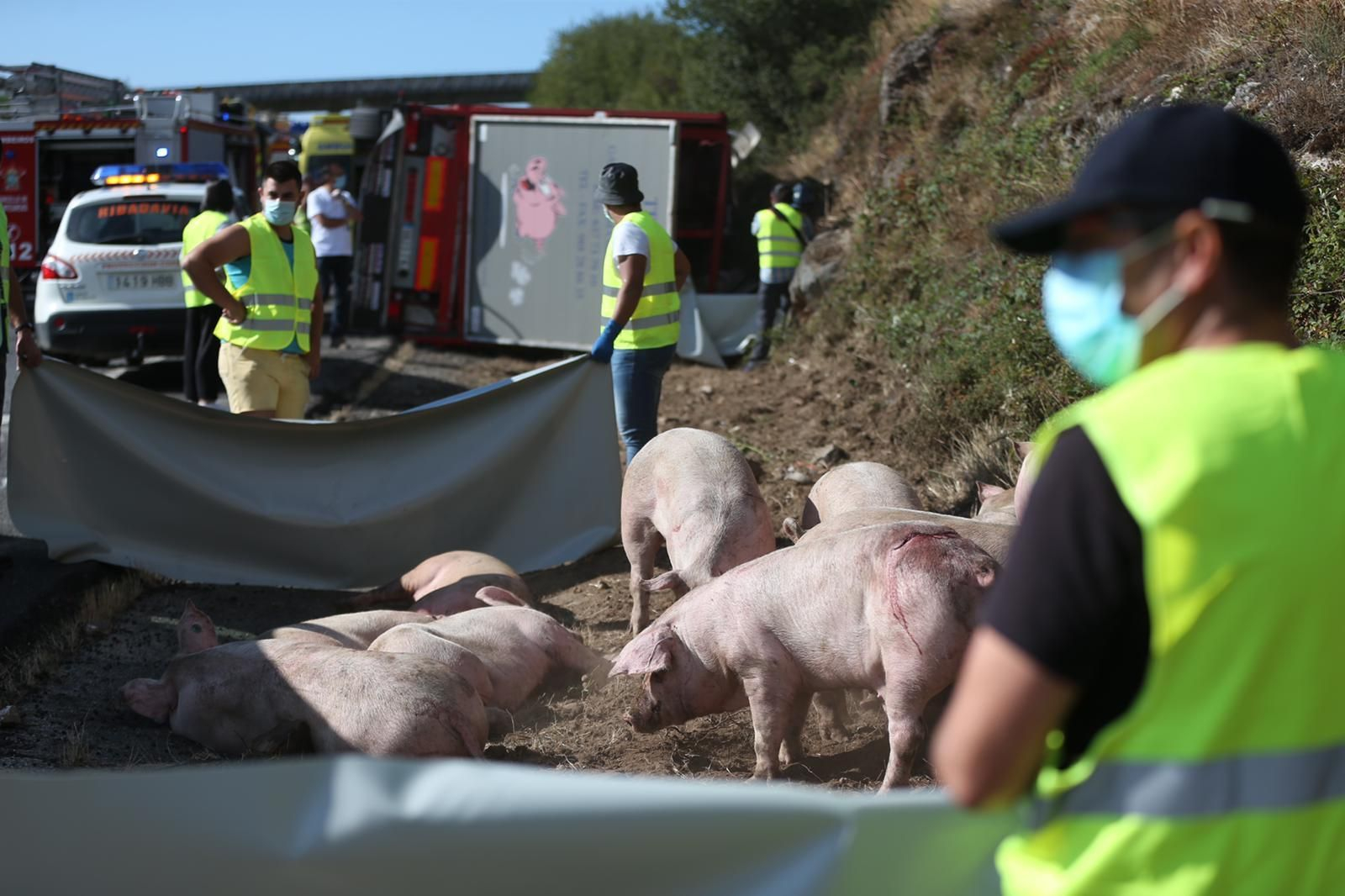 Accidente en la A52 por el vuelco de un camión con cerdos