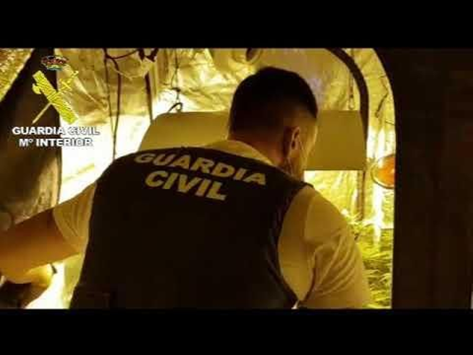 La Guardia Civil descubre una plantación de marihuana en O Porriño