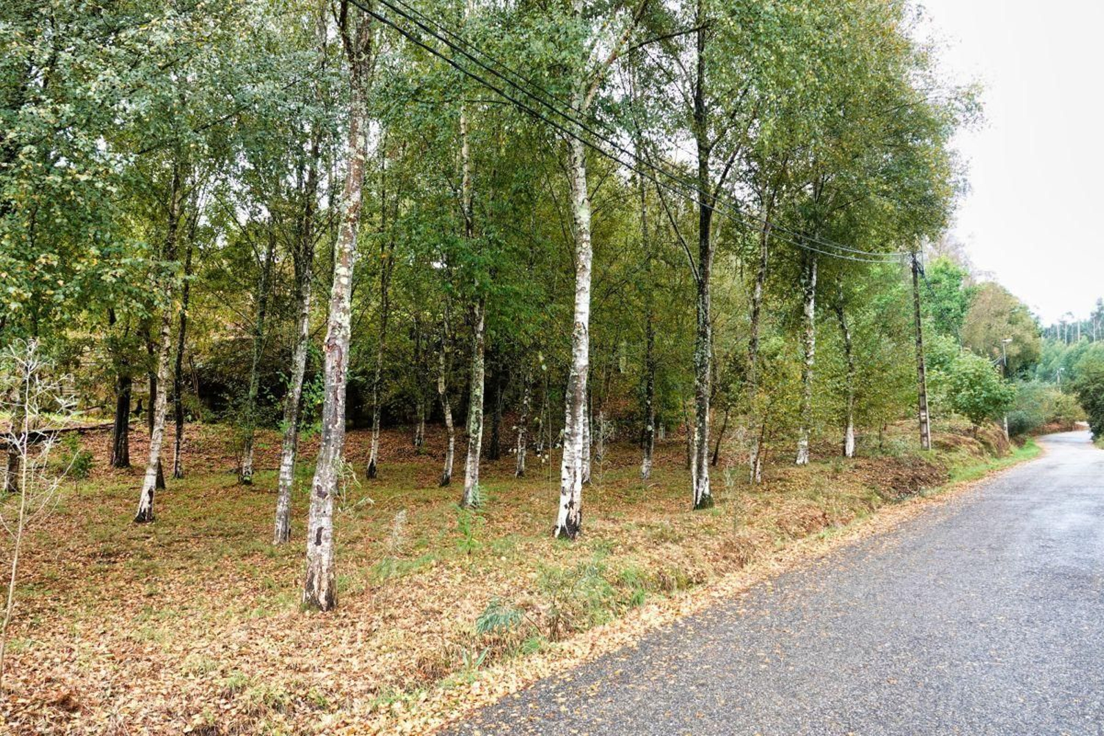 Las transacciones en el rural gallego tienen execciones tributarias.