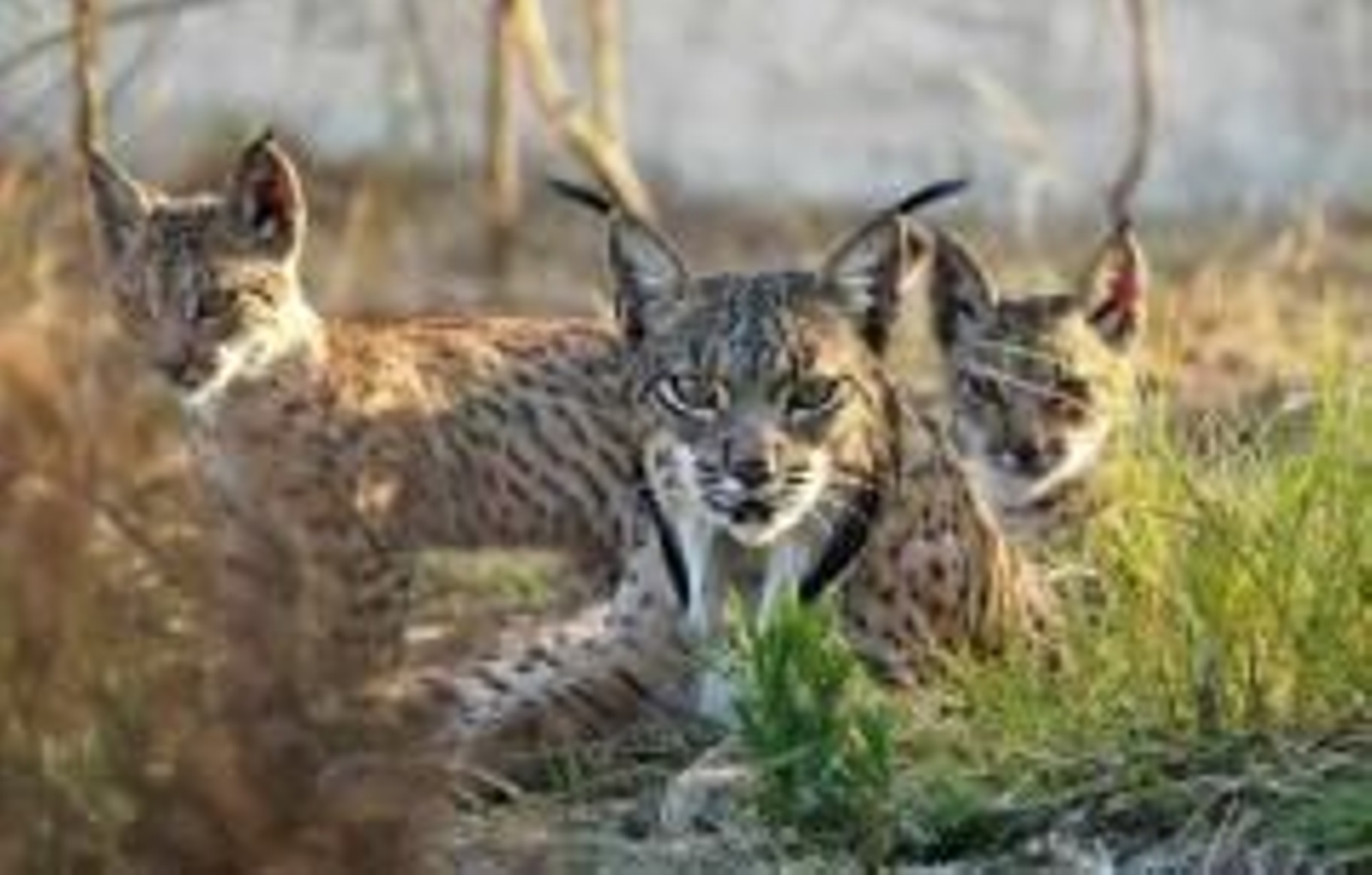 En la imagen, varios linces ibéricos.
