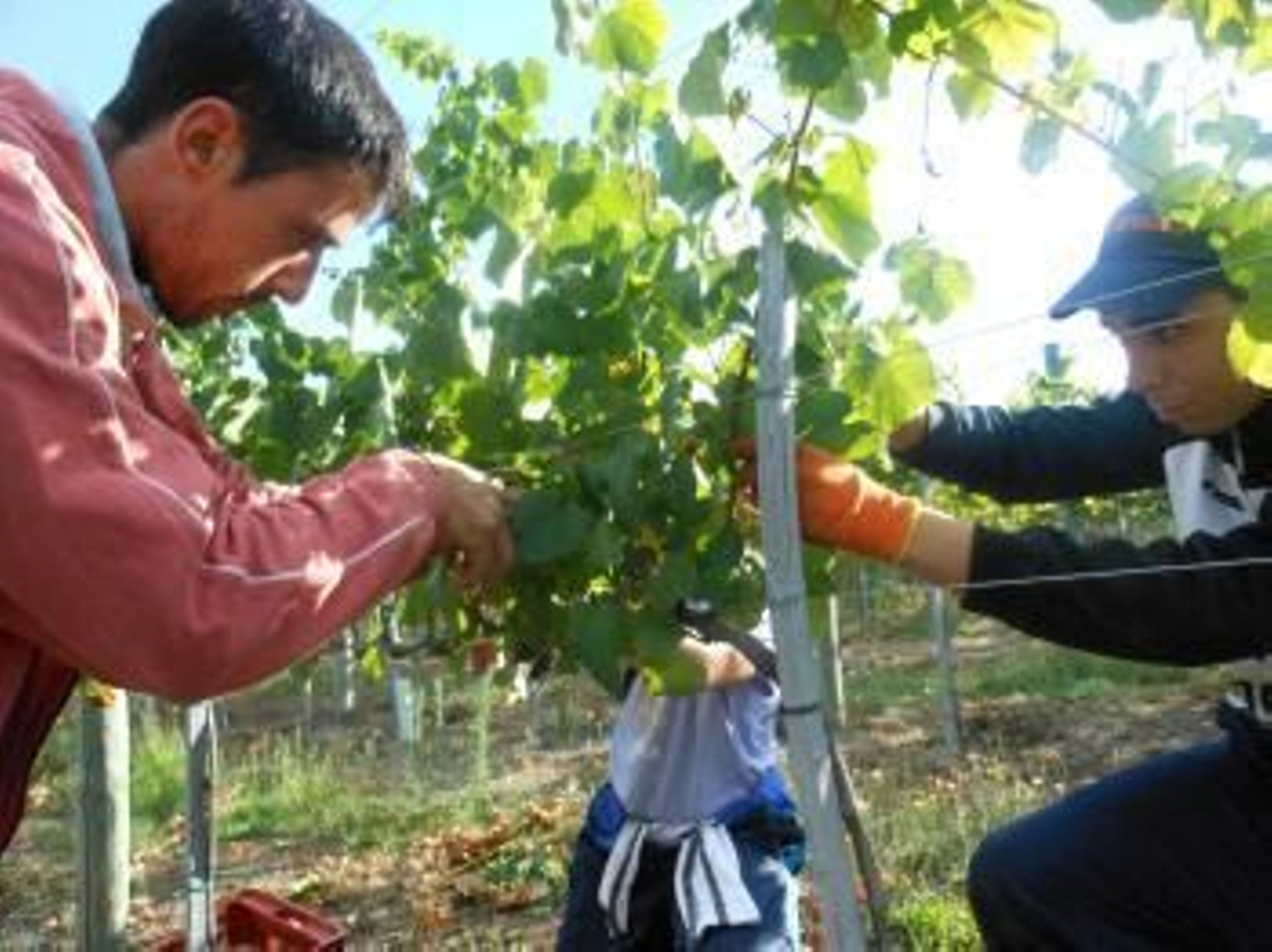 La finca de Veiga da Princesa está en Crecente, en la parroquia de Albeos.