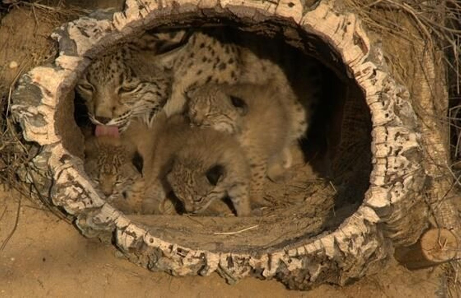 Una hembra de lince con sus crías.