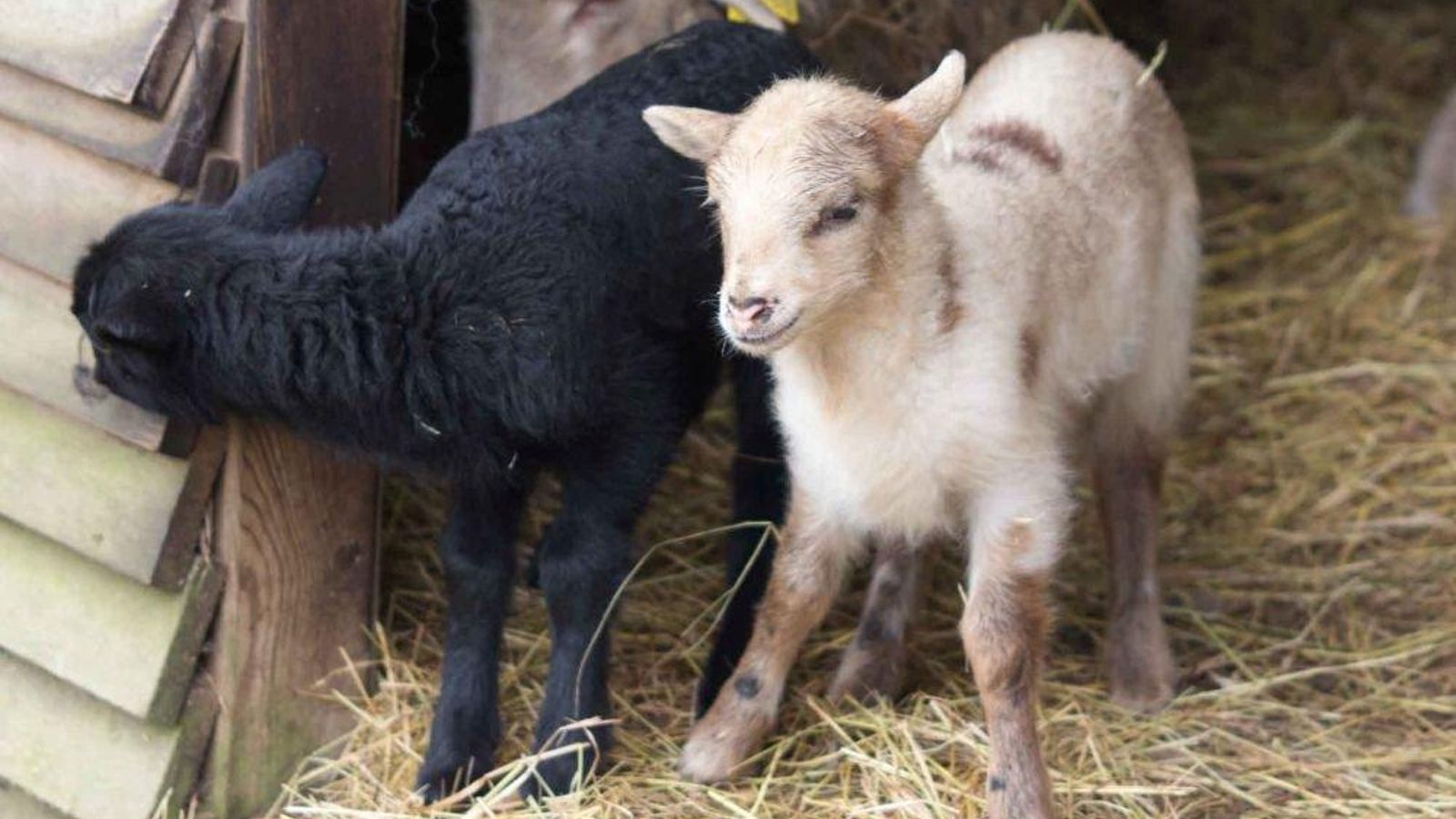 La oveja gallega que ha nacido en A Madroa.