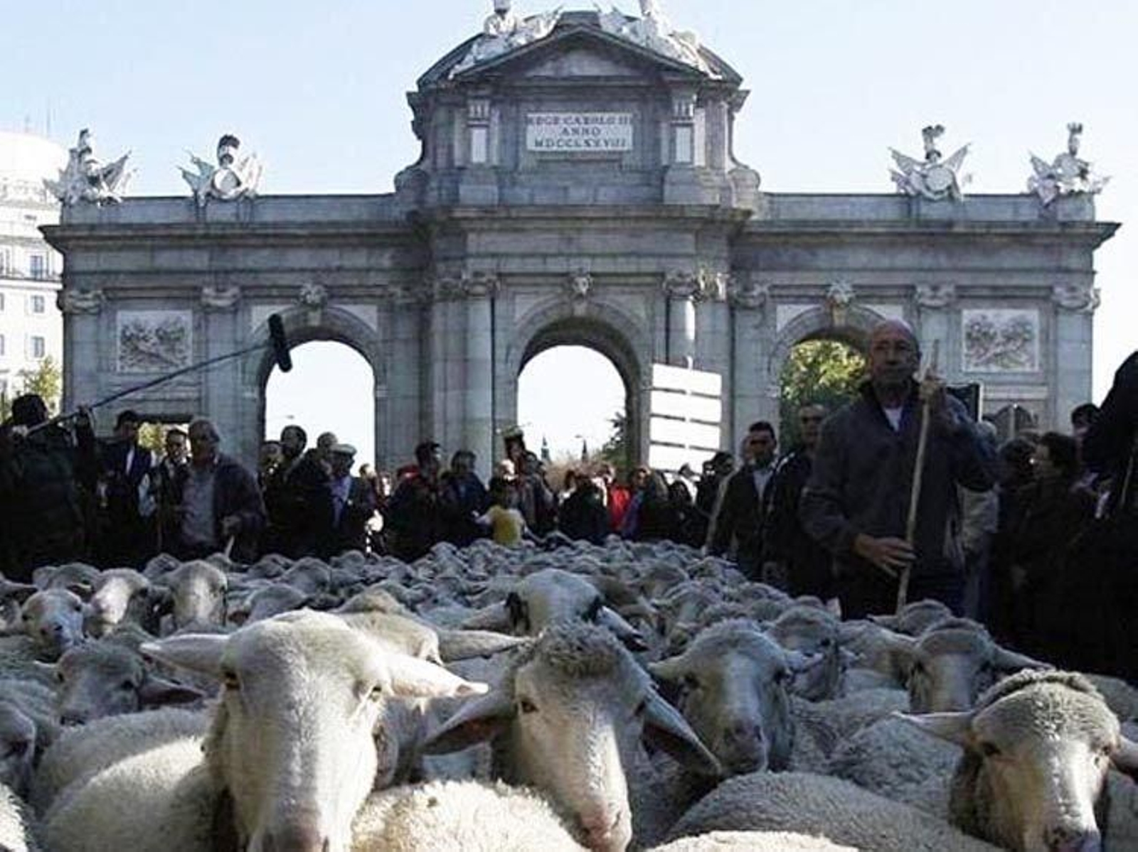 Trashumancia  en Madrid  //   Archivo