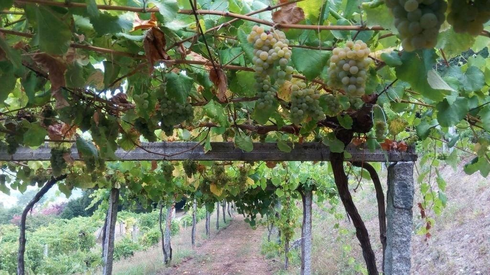 Las uvas de los  viñedos de la fortaleza medieval fueron subastados al mejor postor por el ente provincial.