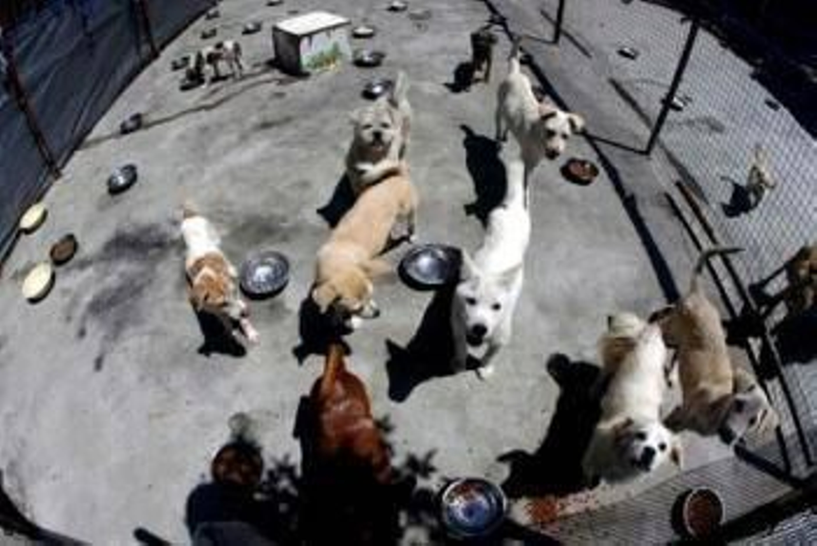 Perros en una jaula.