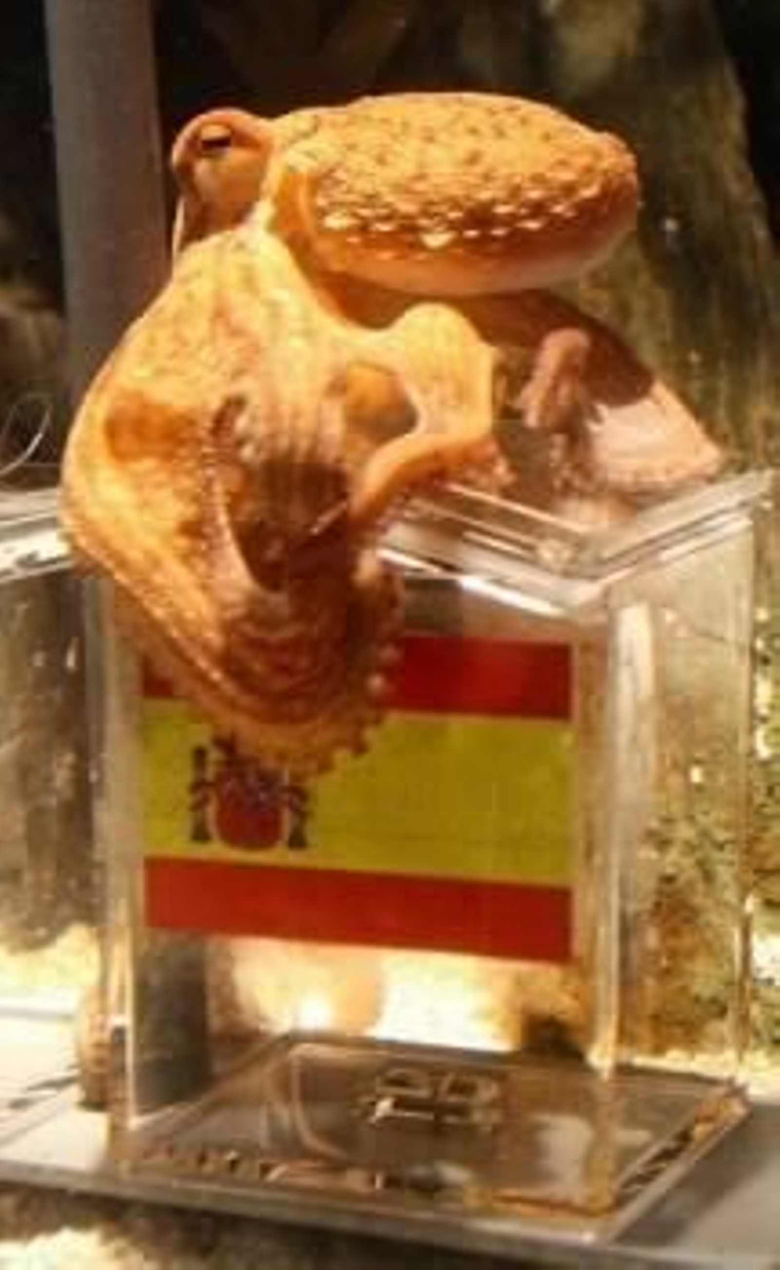 El pulpo Paul eligió a España como ganadora del Mundial