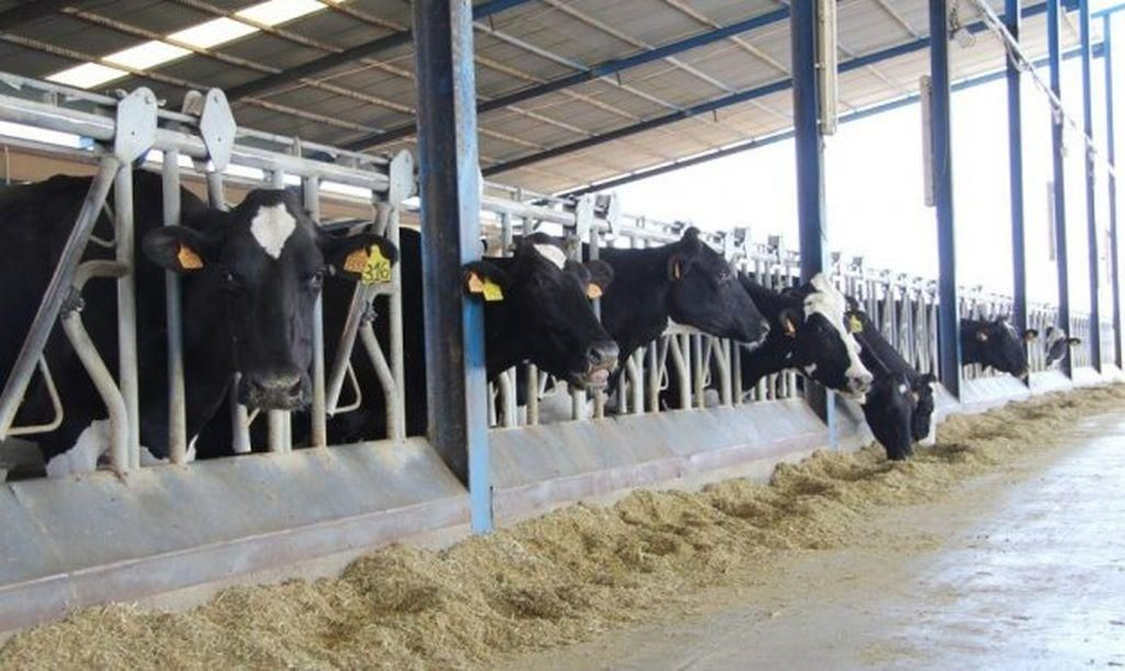 Vacas en una explotación ganadera gallega.